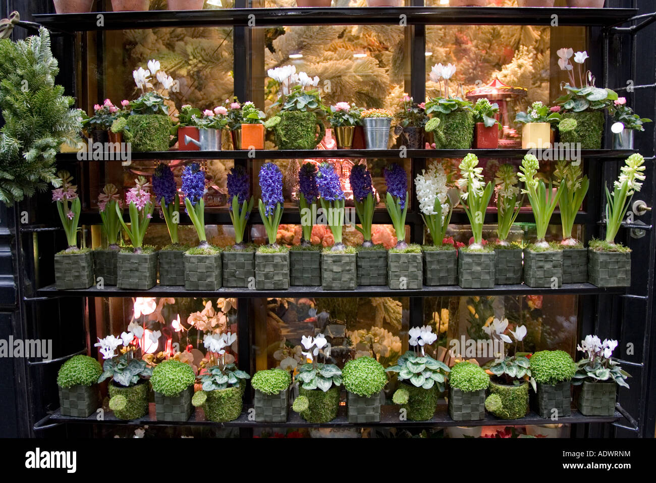Florist window display Fotos und Bildmaterial in hoher Auflösung Alamy