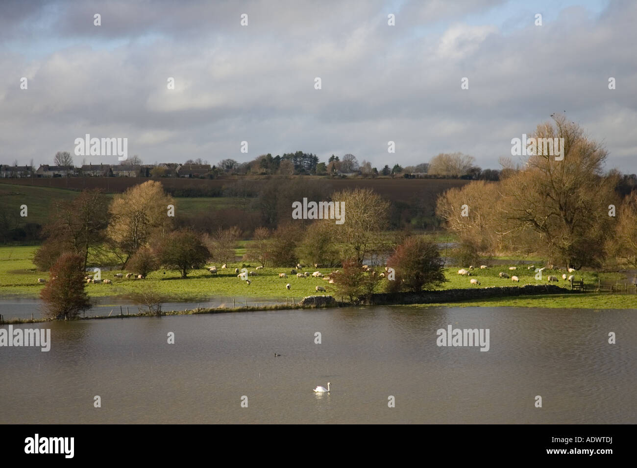 Swan und Schafe teilen überflutet Wasser Wiese in Windrush Tal The Cotswolds UK Stockfoto