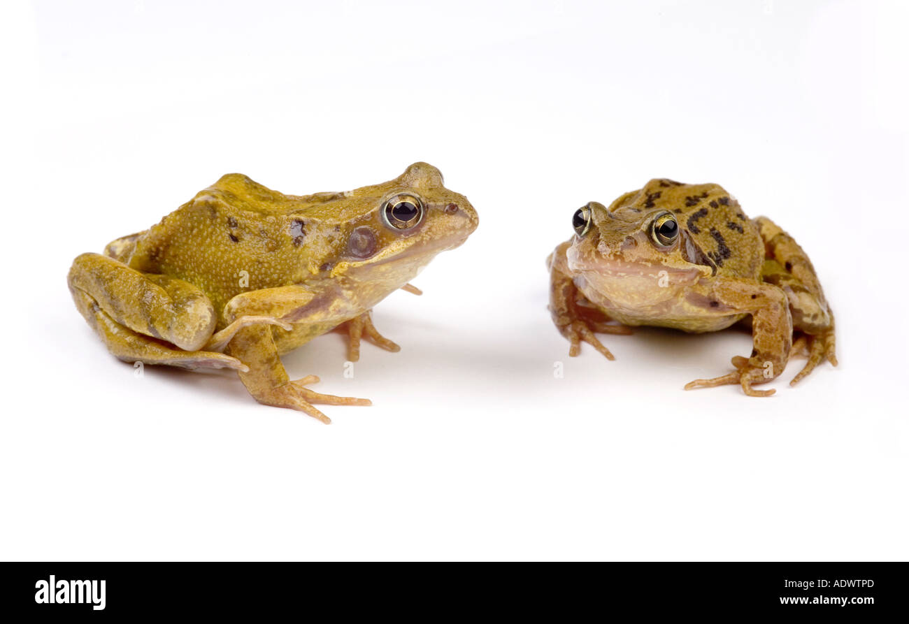 zwei Frösche im Gespräch Stockfoto