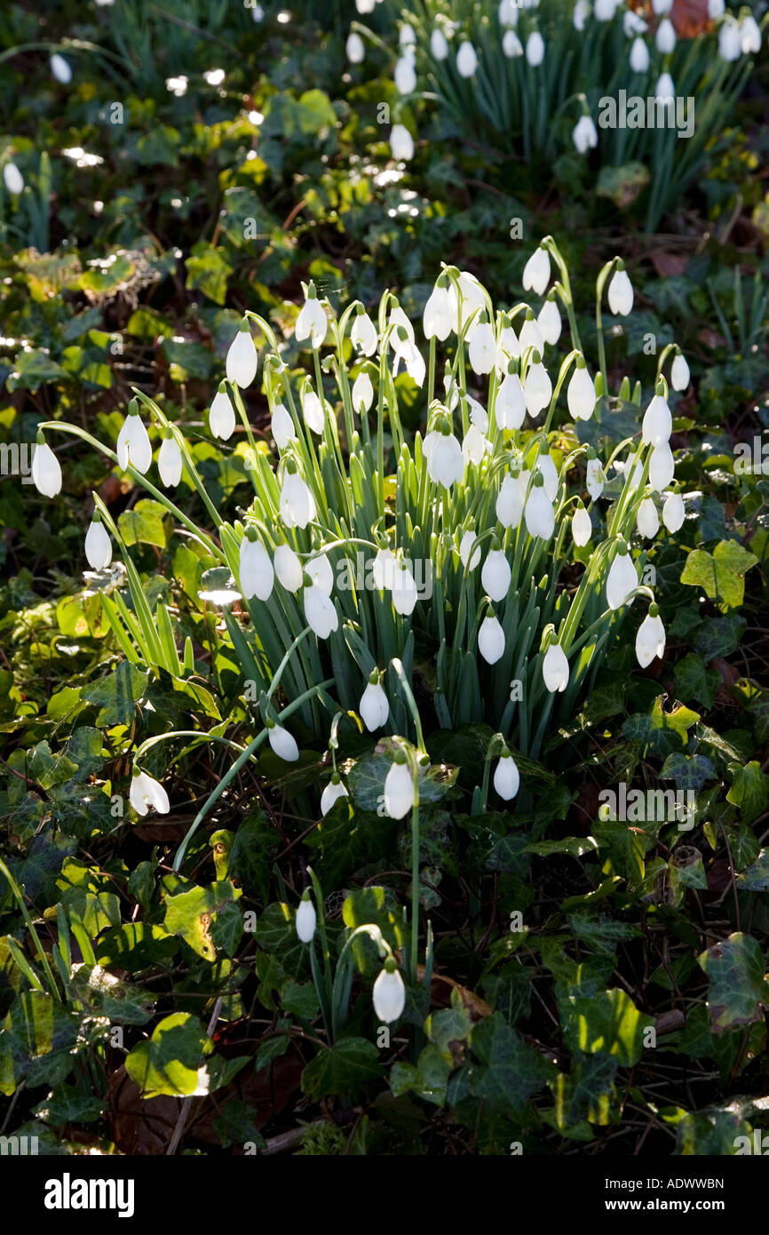 Schneeglöckchen in Oxfordshire Wald England United Kingdom Stockfoto