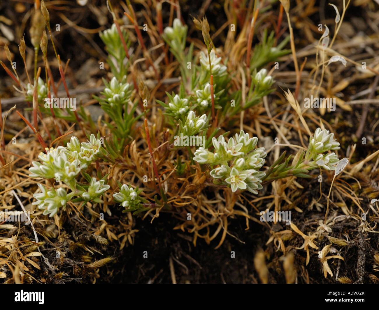 Mehrjährige Knawel, Scleranthus perennis Stockfoto
