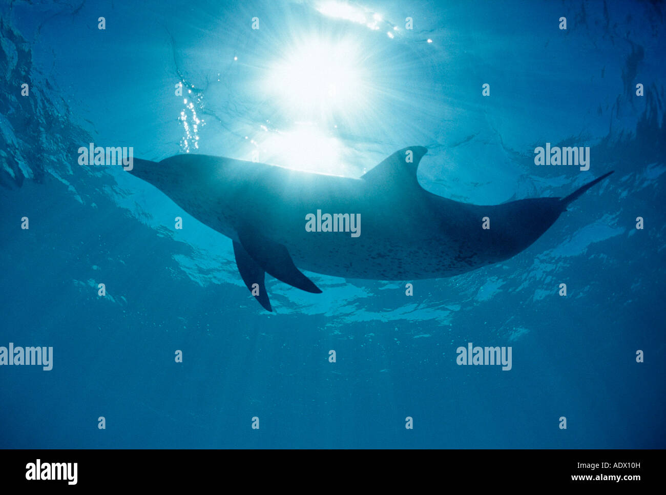 Spotted Dolphin Stenella Frontalis Atlantik Karibik-Tobago Stockfoto