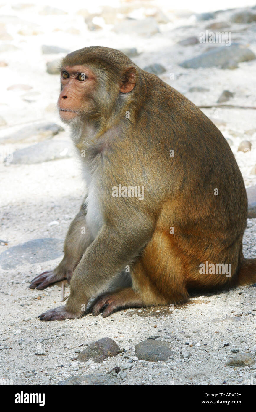 Affe auf Monkey Island-Vietnam Stockfoto