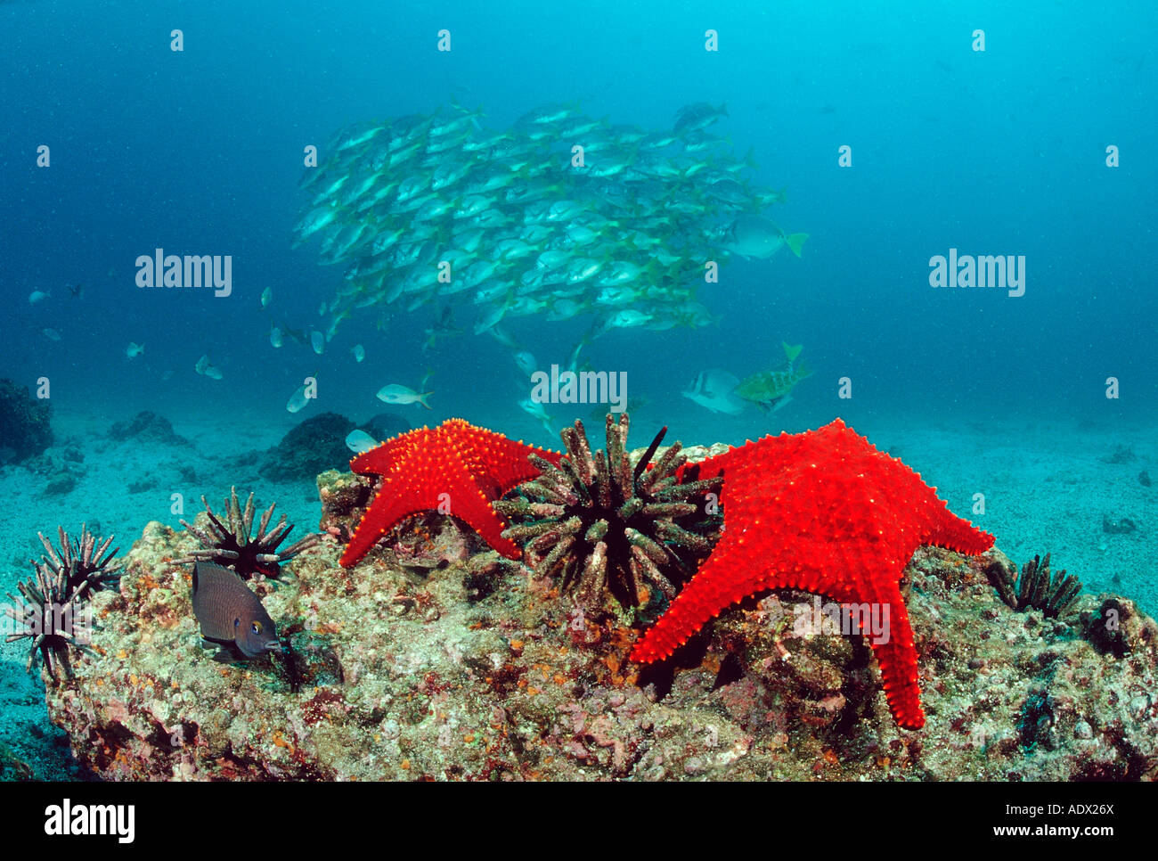 Rote Seesterne Baja California Pacific Mexiko Stockfoto