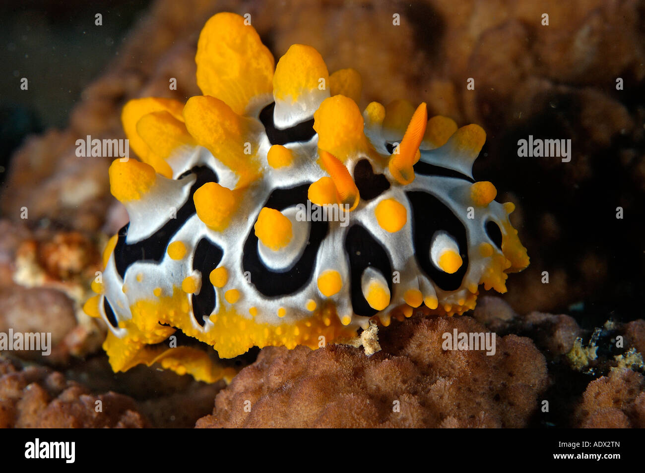 Nacktschnecke Phyllidia Ocellata Great Barrier Reef Australien Stockfoto