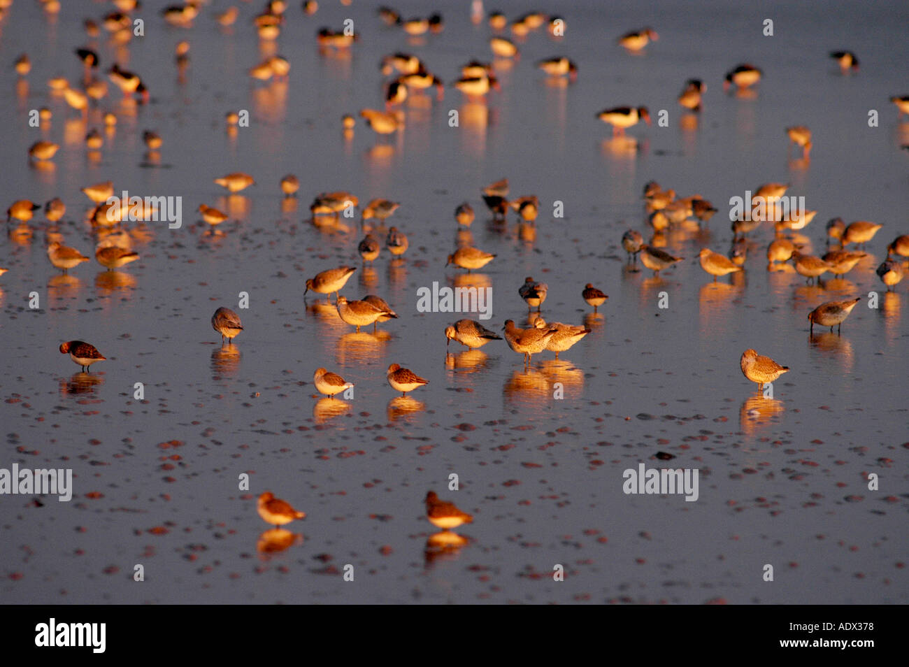 Roten Shanks und Oyster Catcher Fütterung Stockfoto