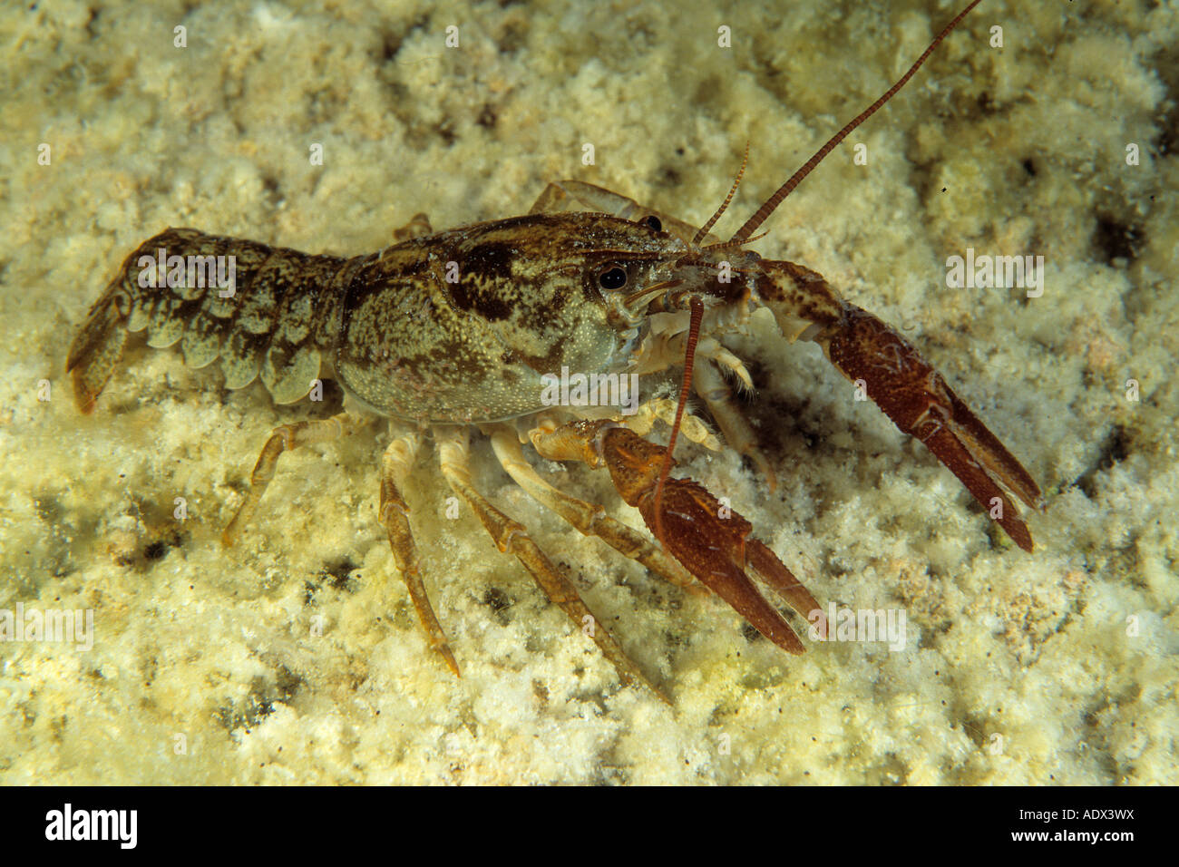 Süßwassersee Garnelen reflektieren Oberfläche Austropotamobius Pallipes Italicus Cornino See Friaul-Italien Stockfoto