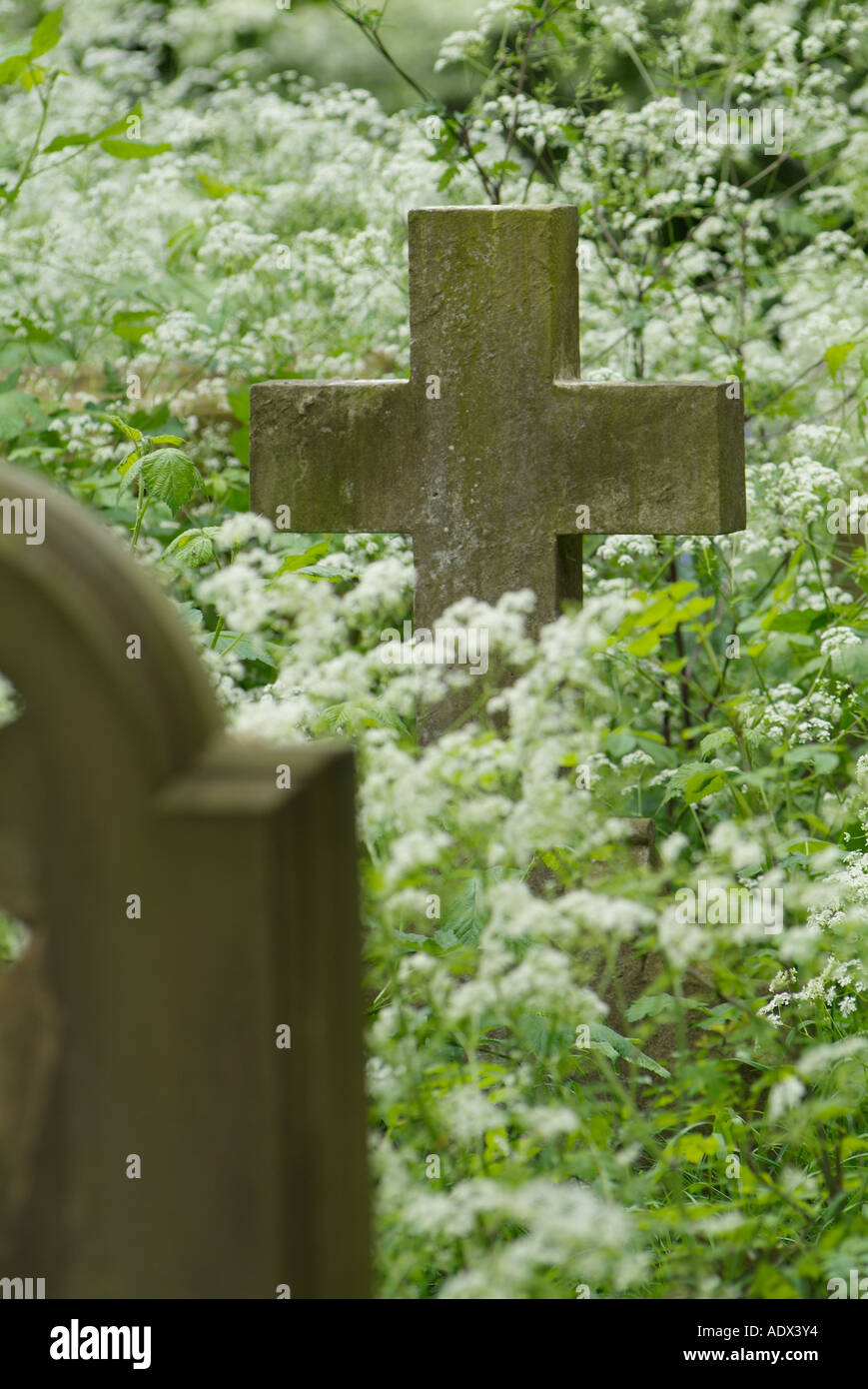 Grabsteine auf überwucherten Friedhof bei St. Sepulchre, Oxford. Stockfoto