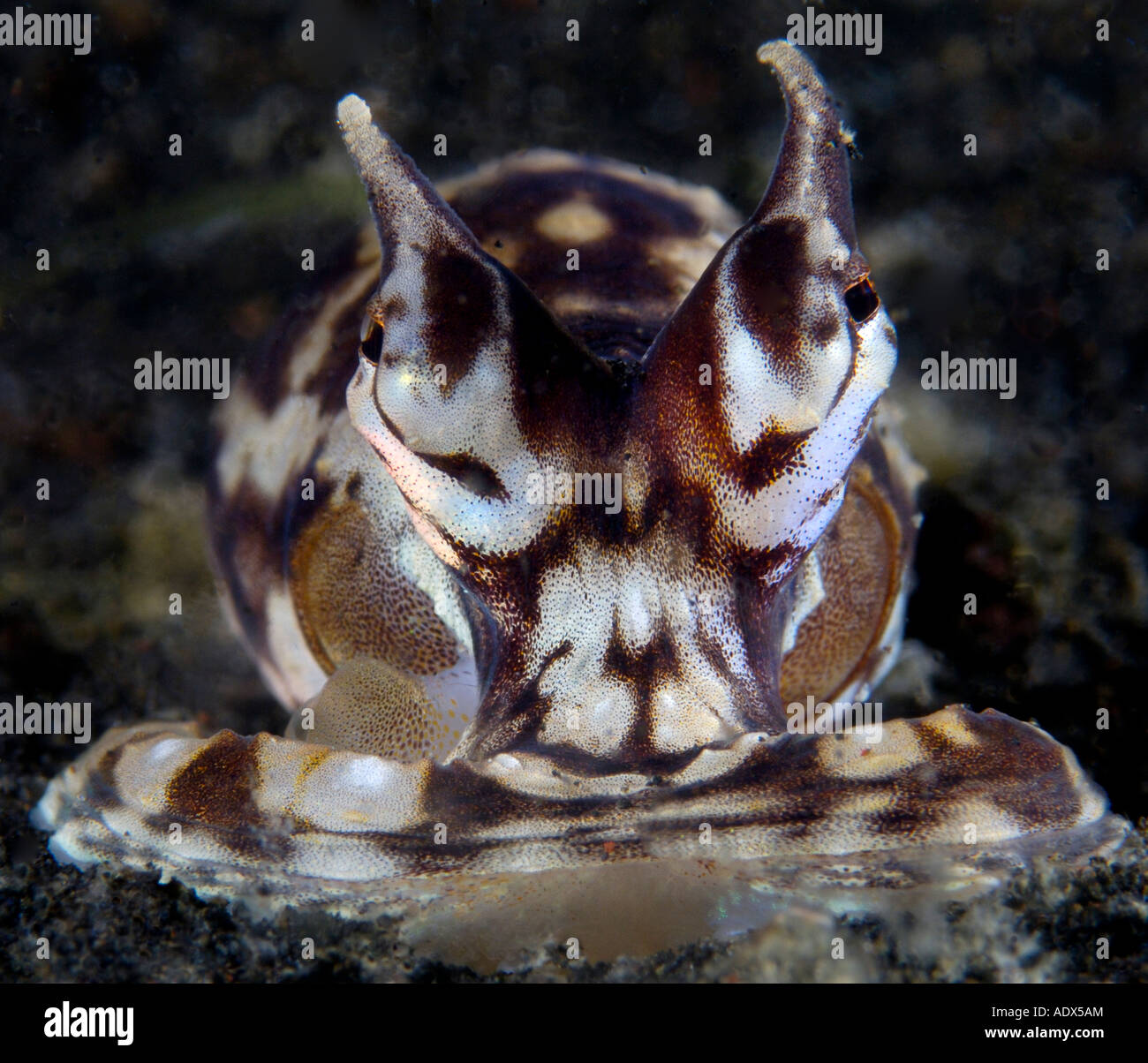 Mimic Octopus Fotos Und Bildmaterial In Hoher Aufl sung Alamy