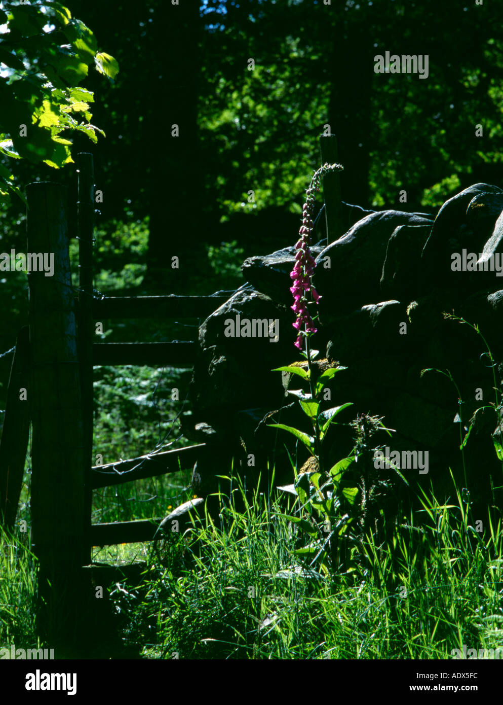 Fingerhut (Digitalis purpurea), Nationalpark Lake District, Cumbria, England, UK. Stockfoto