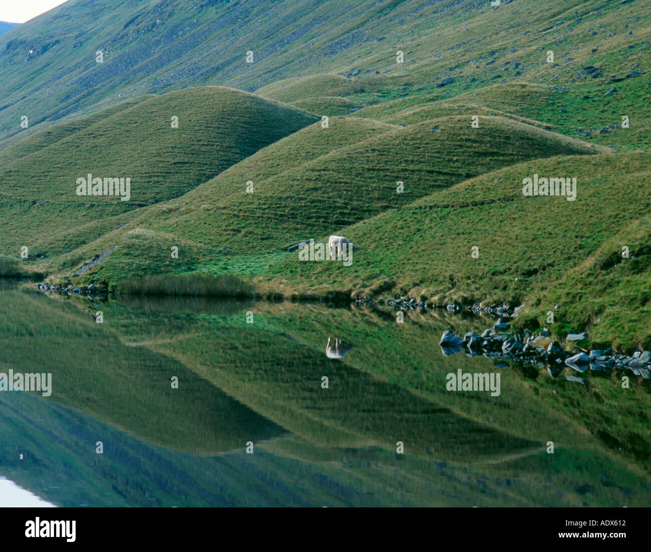 Einsame Schafe und Drumlins neben Hayeswater unter High Street, Nationalpark Lake District, Cumbria, England, UK. Stockfoto