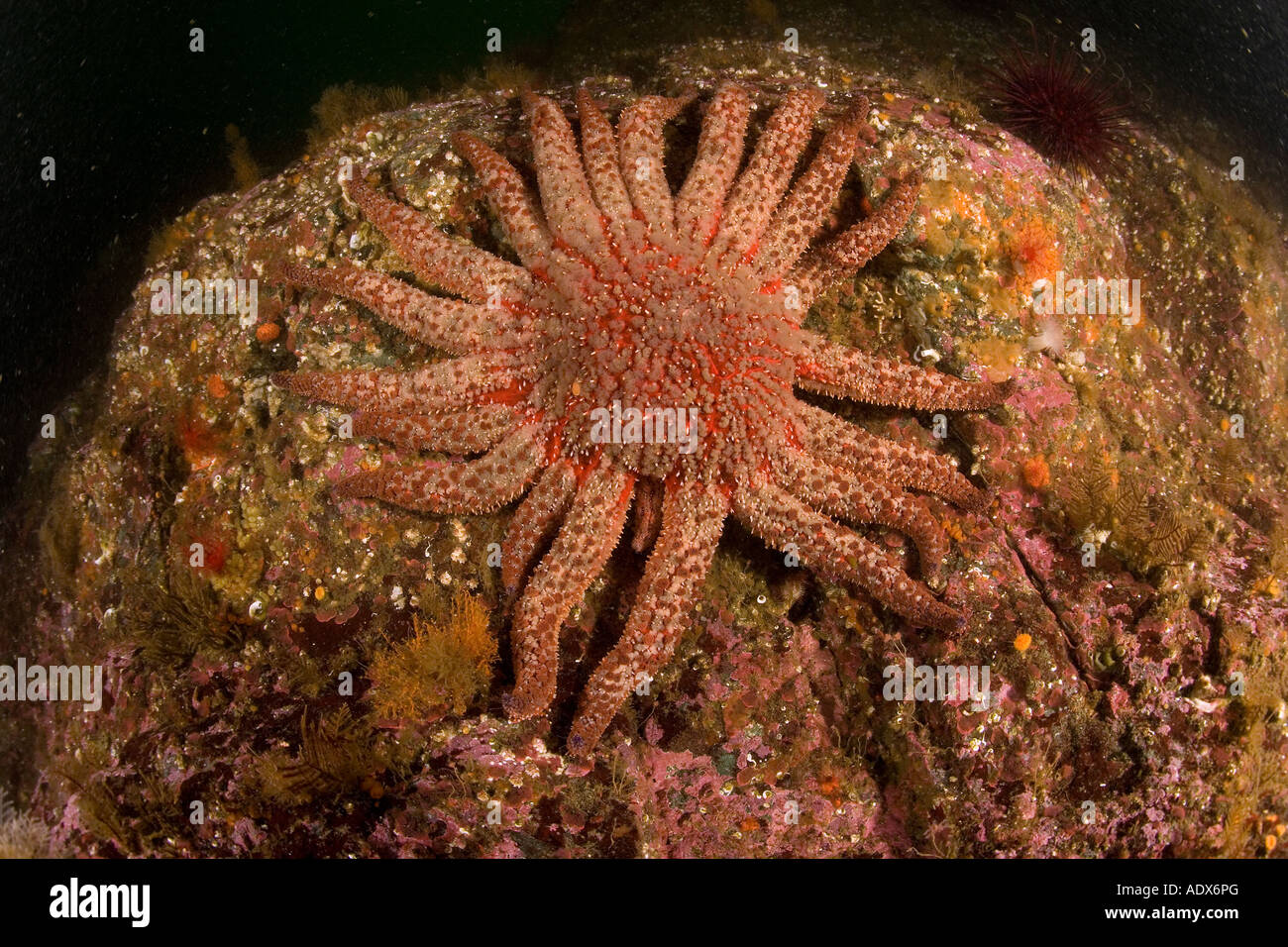 Sonnenblume Sterne Pycnopodia Helianthoides Pazifischen Ozean in British Columbia Kanada Stockfoto