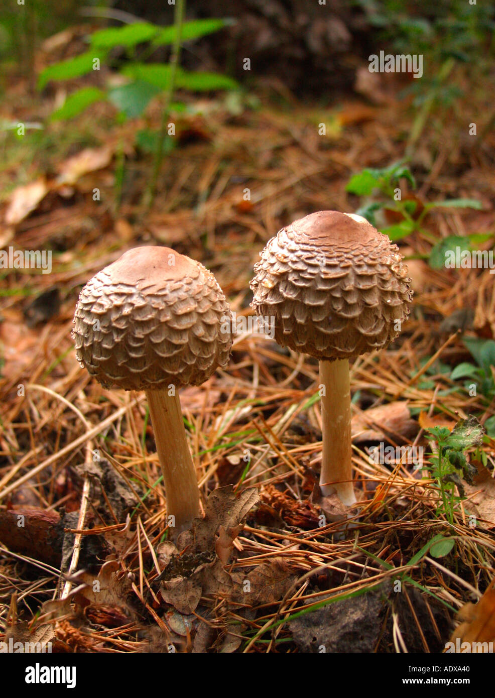 Zwei Shaggy Parasol Pilze Lepiota Rhacodes Pilze Fliegenpilze Shropshire England UK United Kingdom GB Großbritannien britische Stockfoto