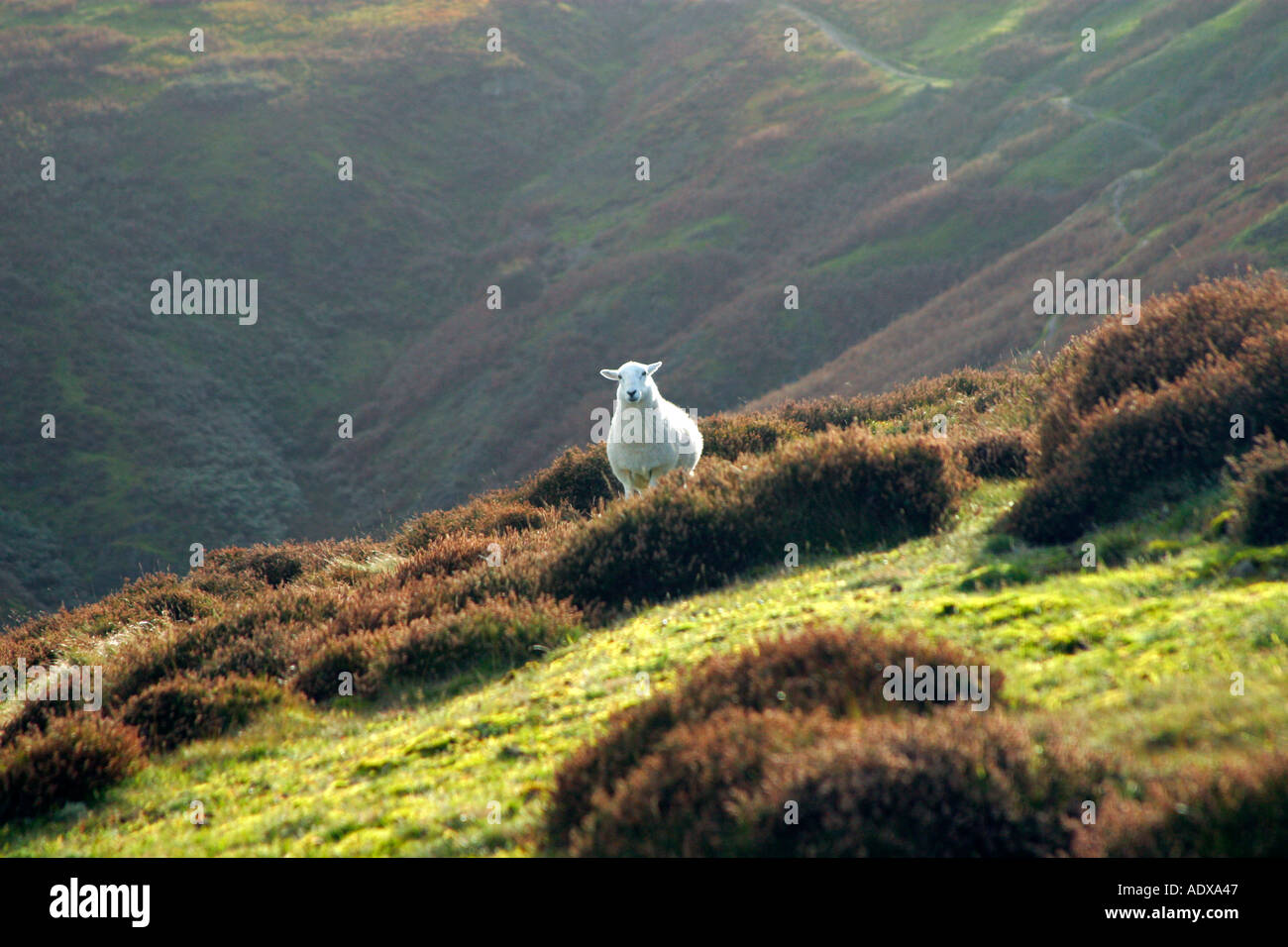Schafe blickt auf vom Weiden lassen die langen Mynd Kirche Stretton Hills Shropshire England UK GB Europa britische Inseln Stockfoto