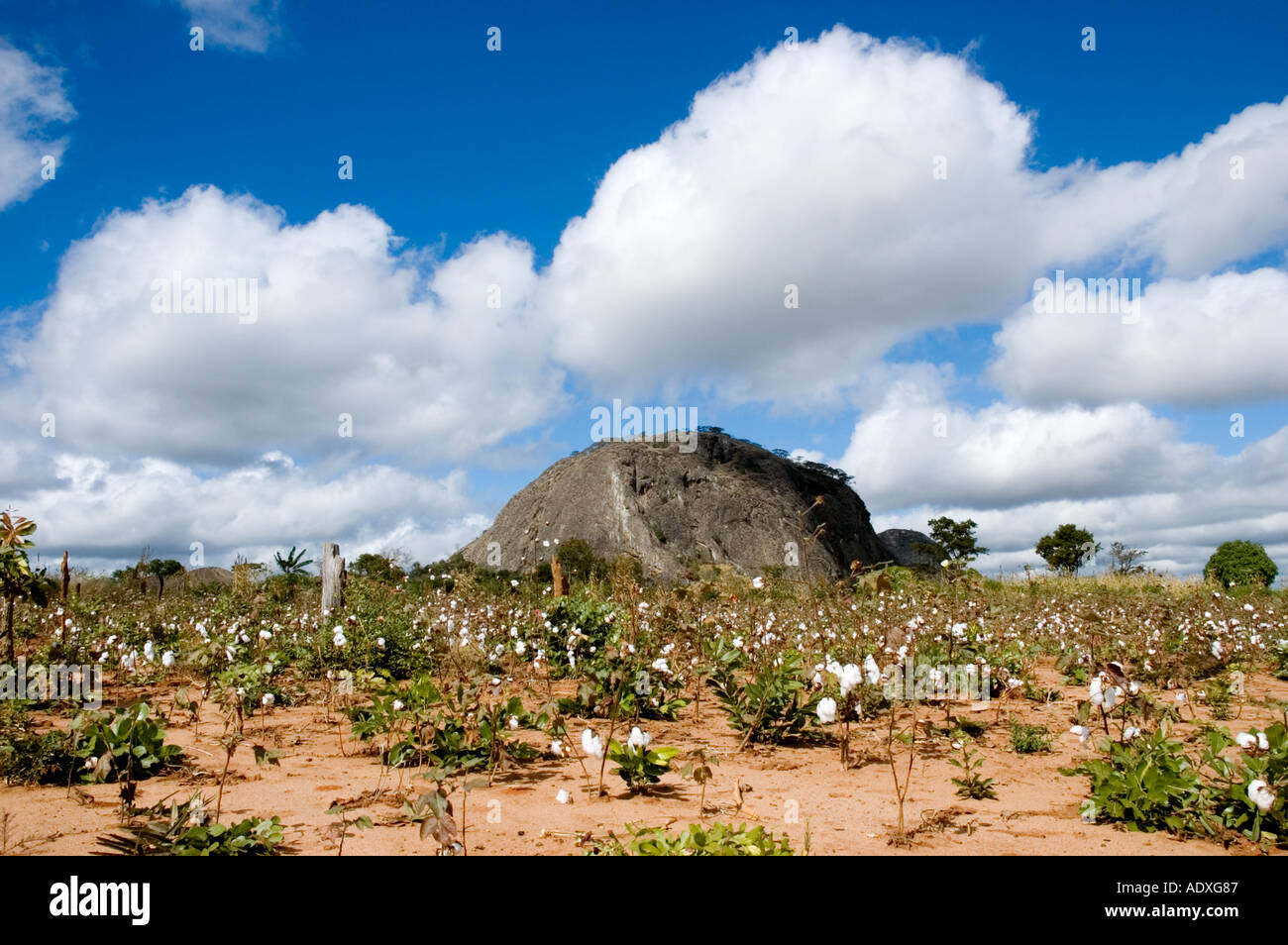 Baumwollfeld unter blauem Himmel gefüllt mit geschwollenen weißer Baumwolle wie Wolken im Norden Mosambiks Stockfoto