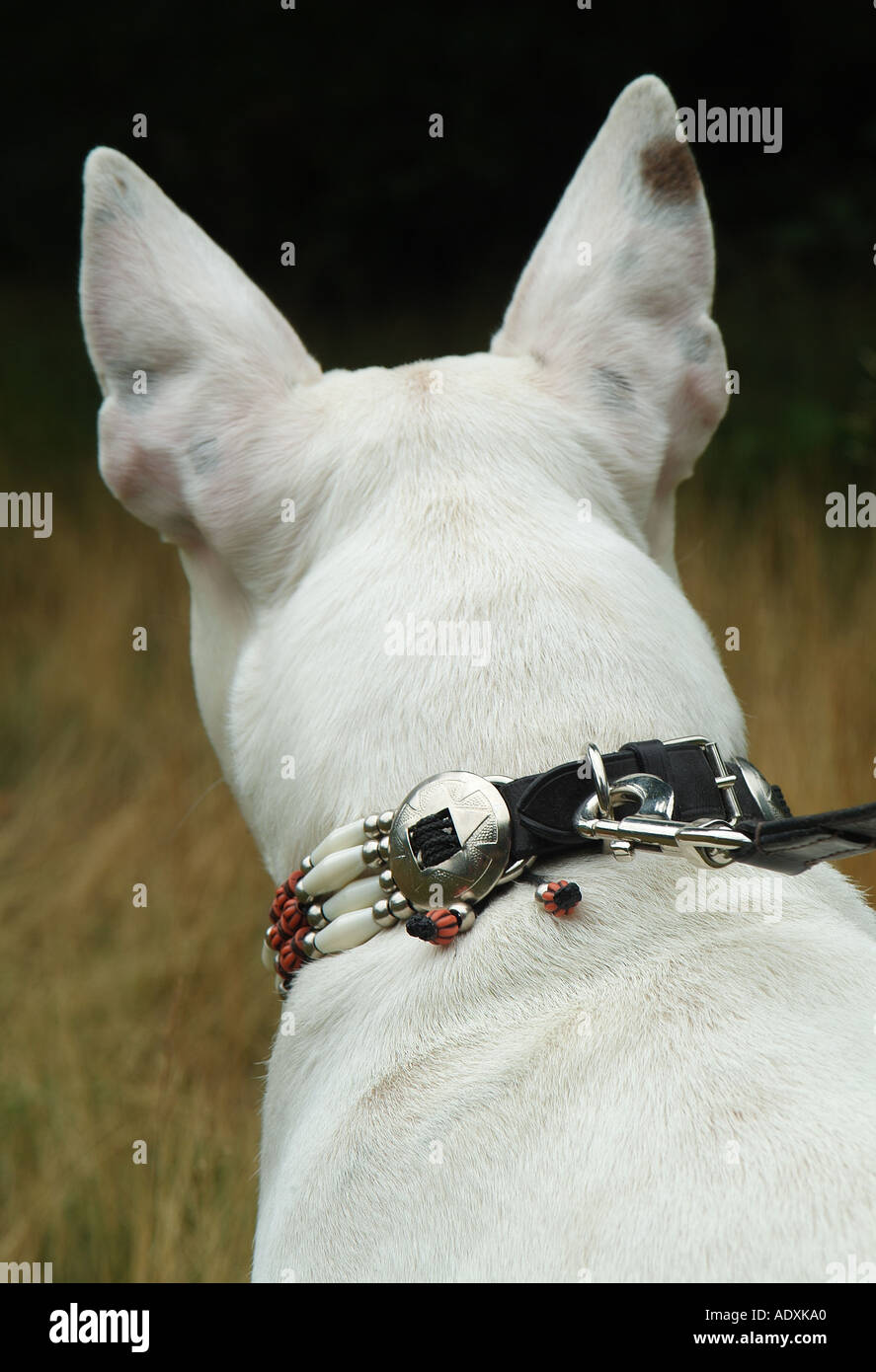 Heckansicht des englischen Bullterrier Hund Stockfoto