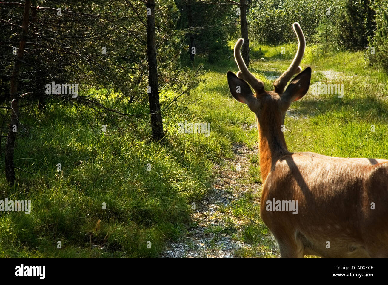 Rotwild-Hirsch im Wald Cimolais Friaul Italien Dolomiten Park Dolomiti Parco-Region Friaul-Julisch-Venetien - Pordenone – ich Stockfoto