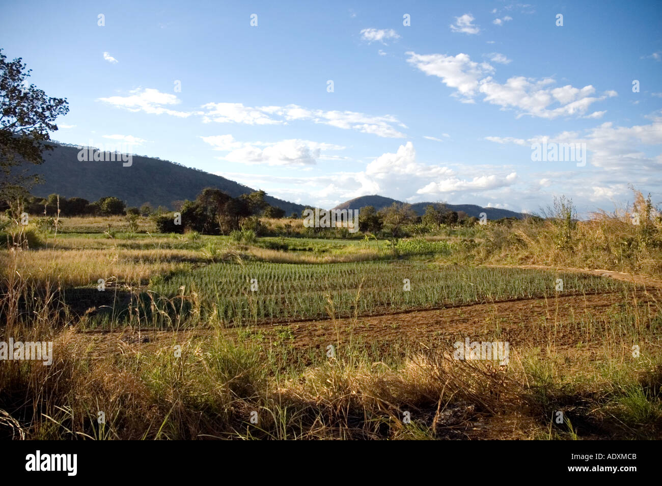 Grüne Ernte gefüllt Feld im Norden Mosambiks Stockfoto