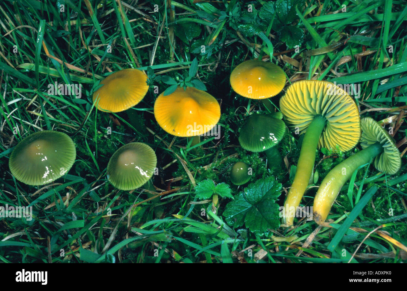 Papagei Waxcap (Hygrocybe Psittacina), Deutschland, Hessen, Cassel Stockfoto