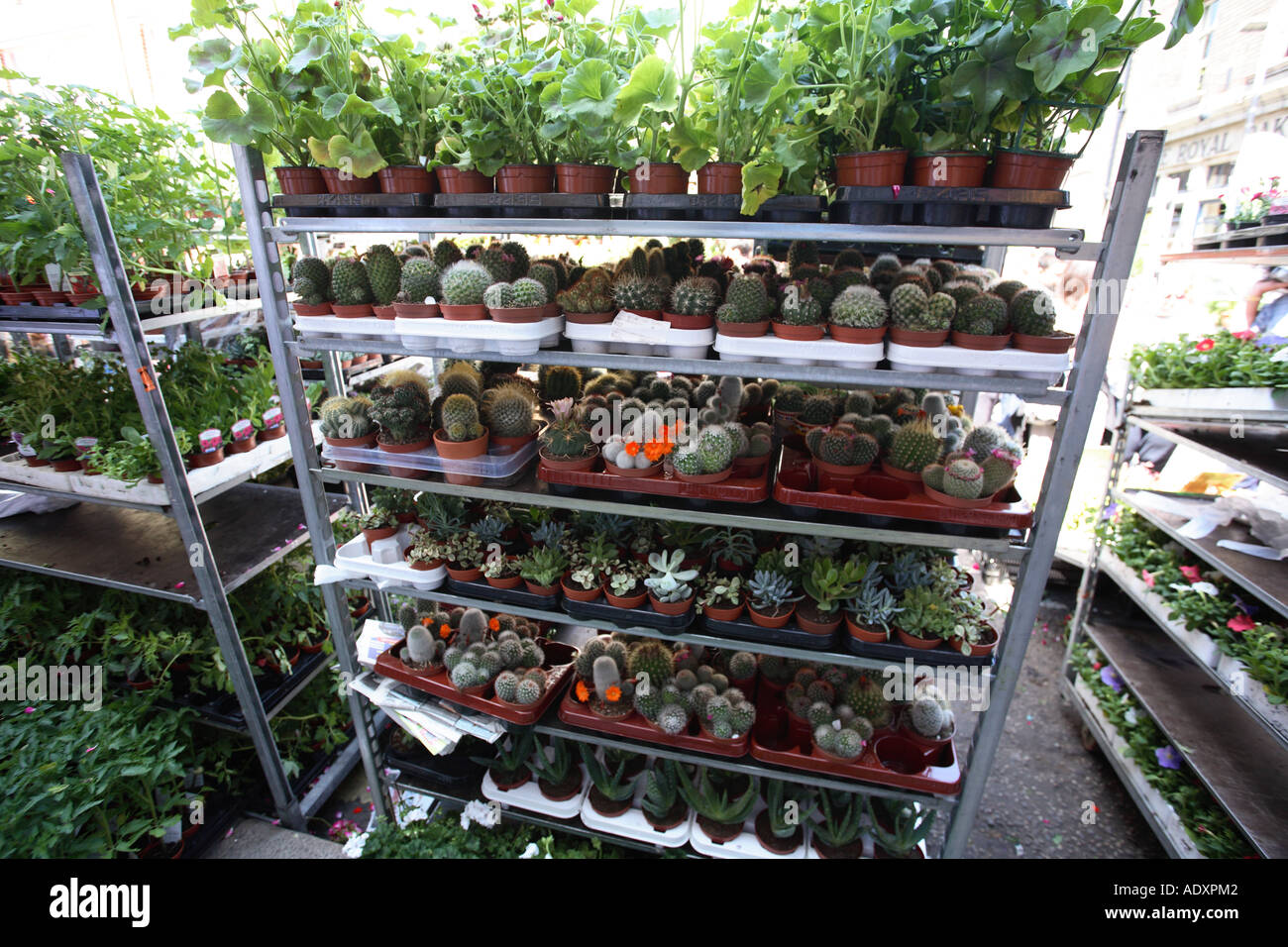 Kakteen zum Verkauf Blumenmarkt der Columbia Road, London, England. Stockfoto