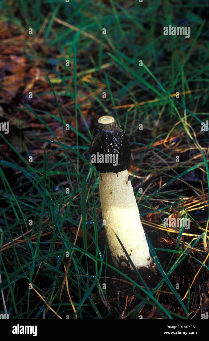 Stinkmorchel Pilz im Vereinigten Königreich (Phallus Impudicus) wächst in Wäldern in Großbritannien Stockfoto