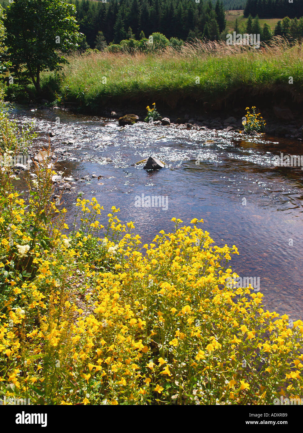 Affe Blumen wachsen neben den "Fluss Devon" Glendevon Perthshire Schottland Mimulus Guttatus Braunwurz Familie Stockfoto