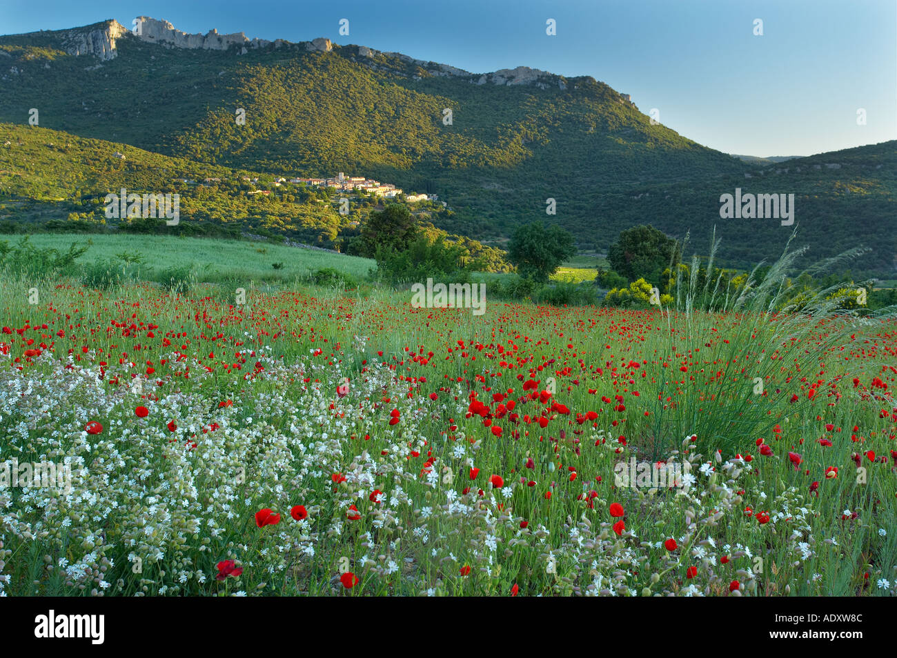 Ein Feld von Mohn Wiesenblumen Dorf von Duilhac und Chateau Peyrepertuse Katharer Burg auf Bergrücken oberhalb Pays Cathare Frankreich Stockfoto