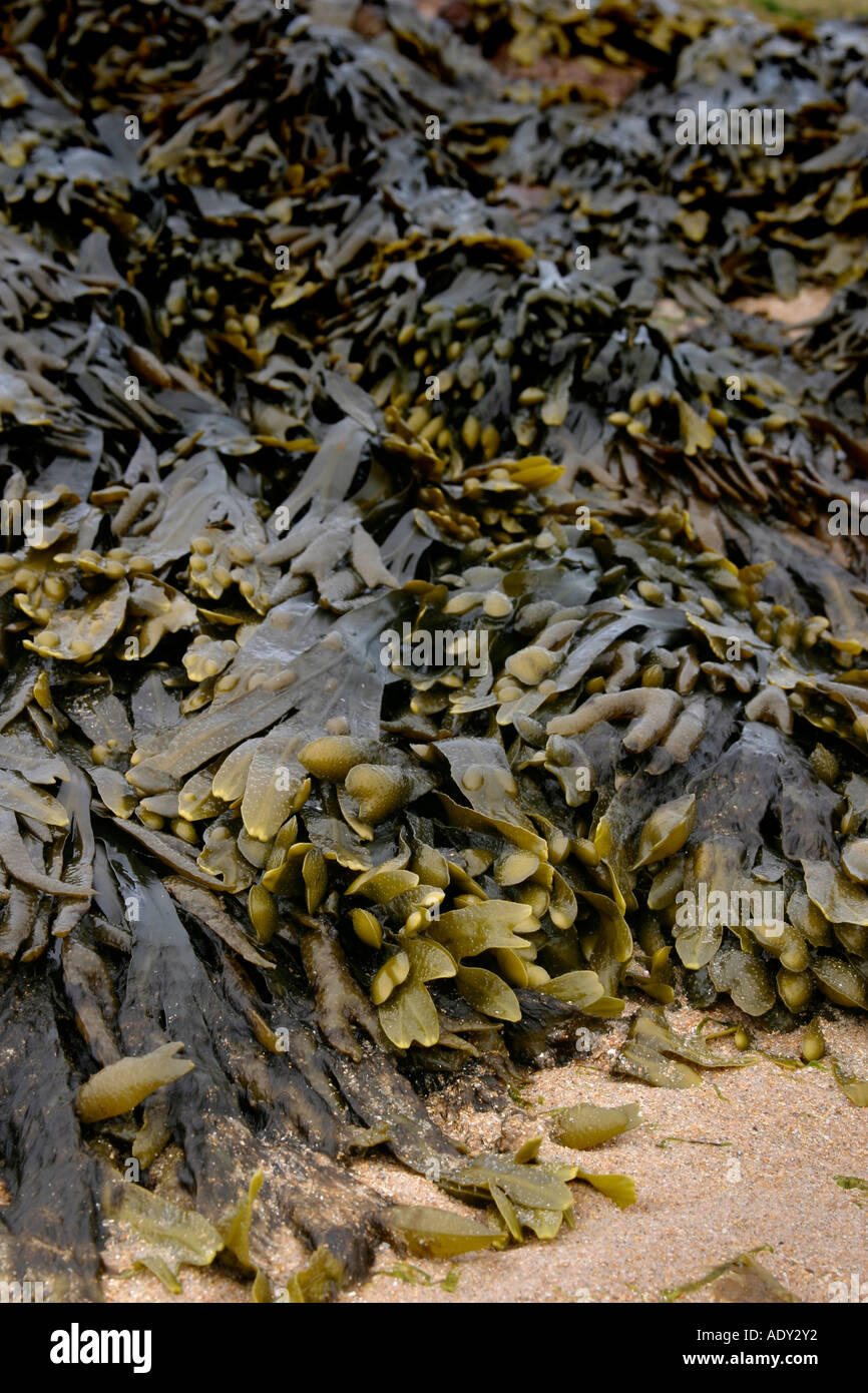 Algen am Strand von British Stockfoto