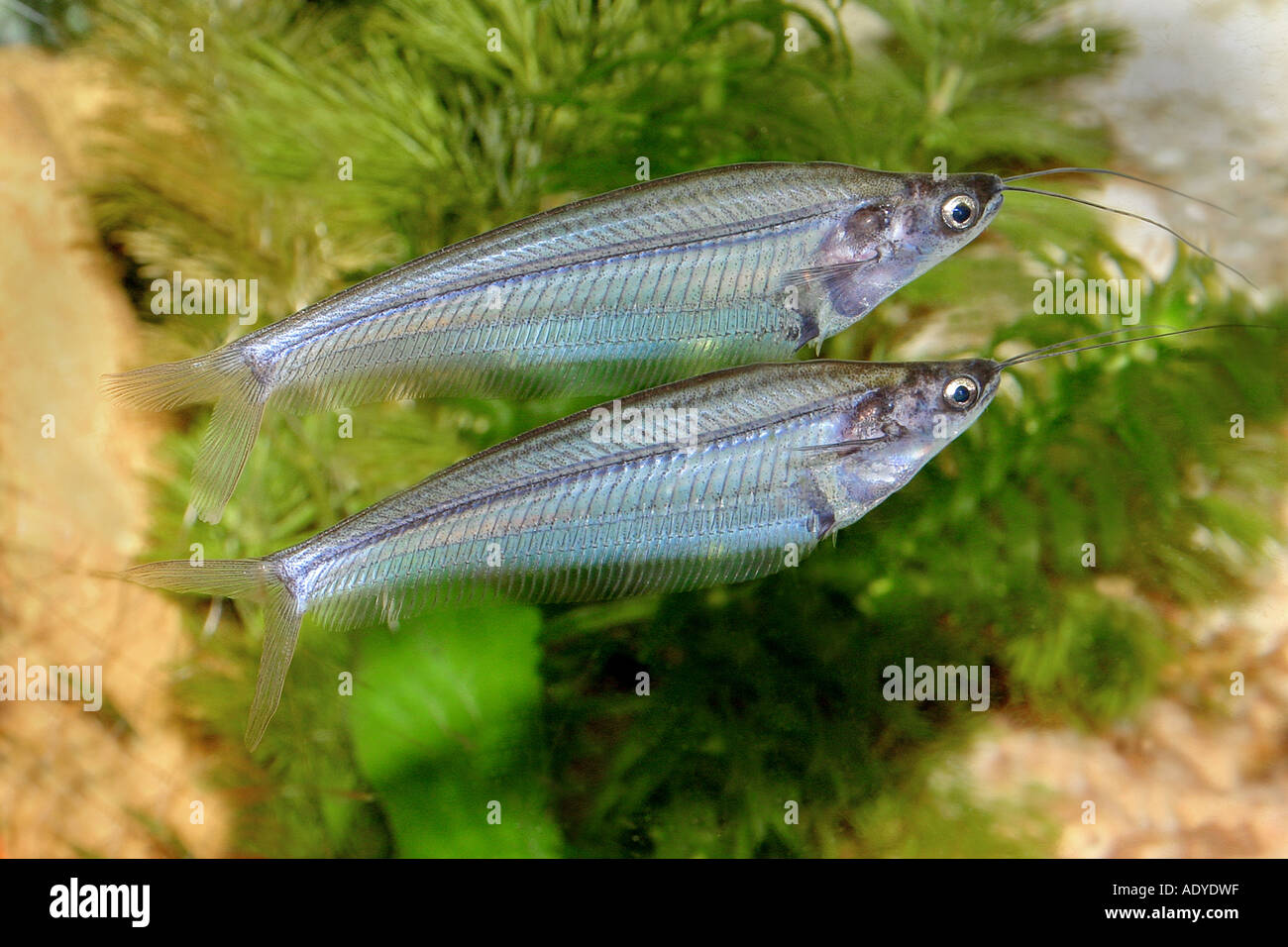 Glas-Wels, Ghost Wels (Kryptopterus Bicirrhis), zwei Tiere schwimmen übereinander Stockfoto