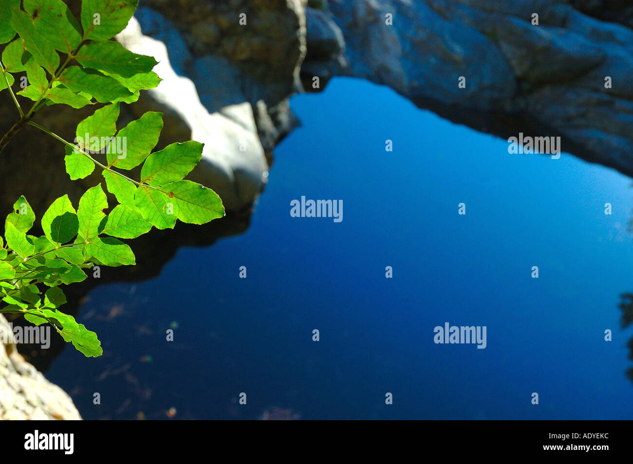 Bergsee mit jungen Baum, Frankreich Stockfoto