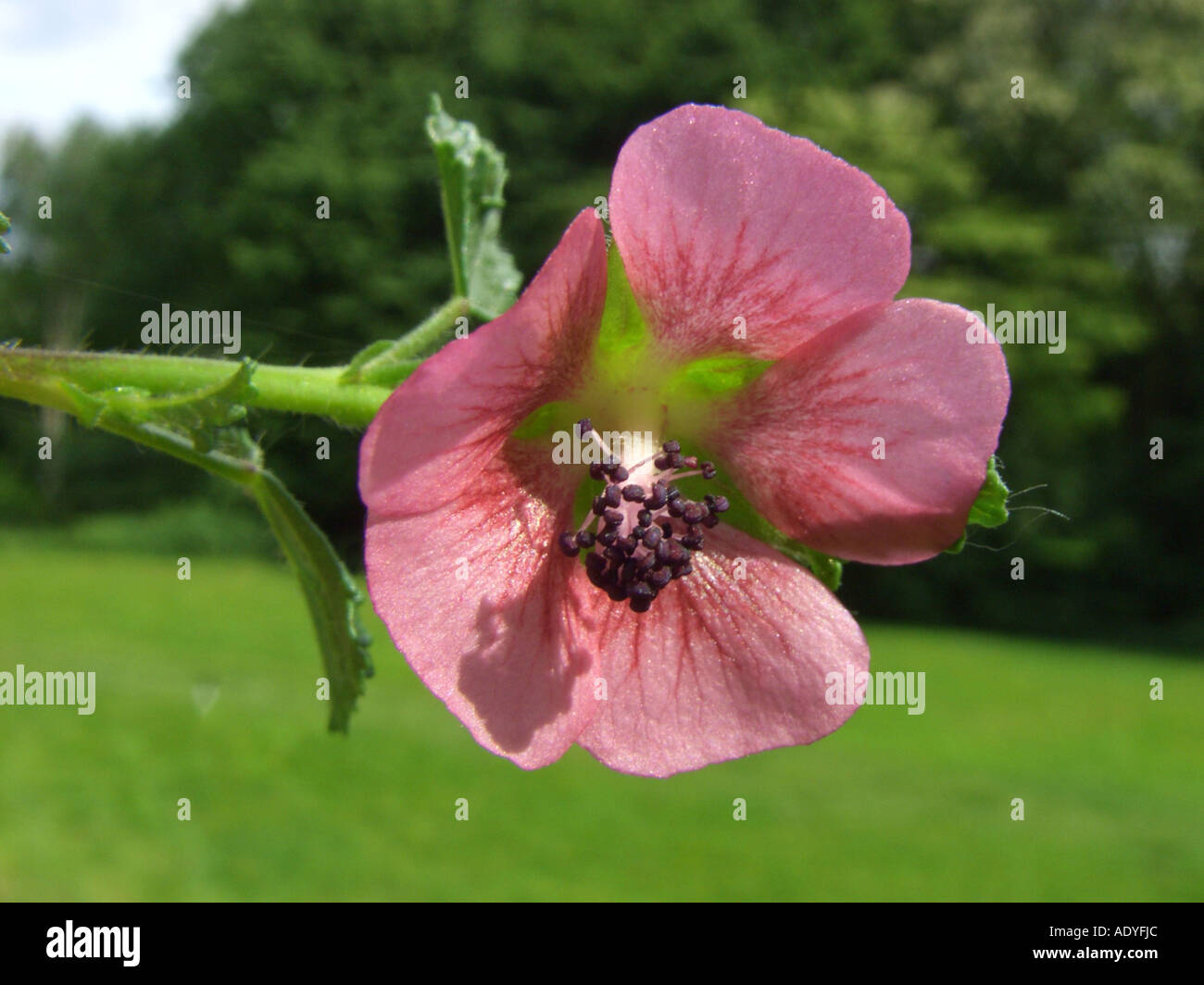 Kap-Malve (Anisodontea Capensis, Malvastrum Capensis, Anisodontia Capensis), Blume Stockfoto
