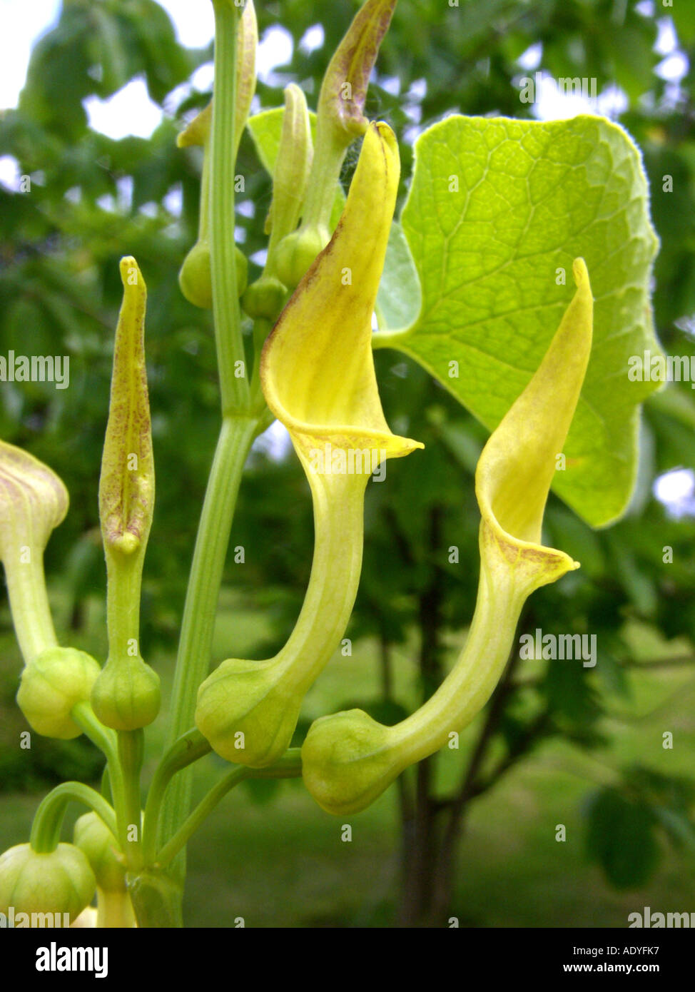 Birthwort (Aristolochia Clematitis), Blumen Stockfoto