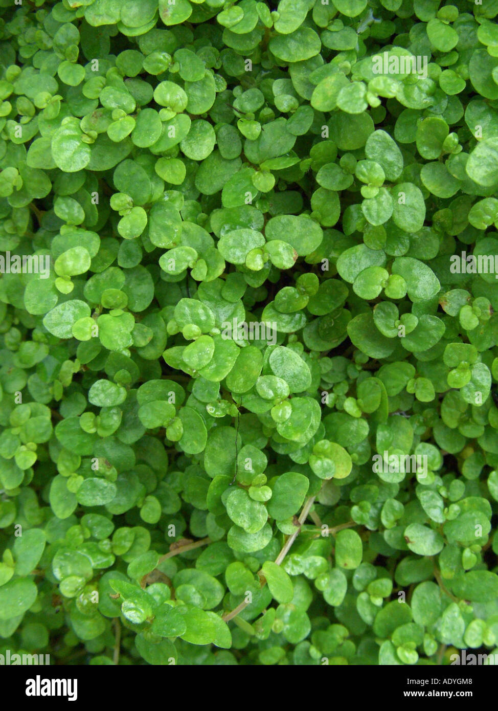 Angels'Tears, Baby's Tränen (Soleirolia Soleirolii), Zweige mit Blättern Stockfoto