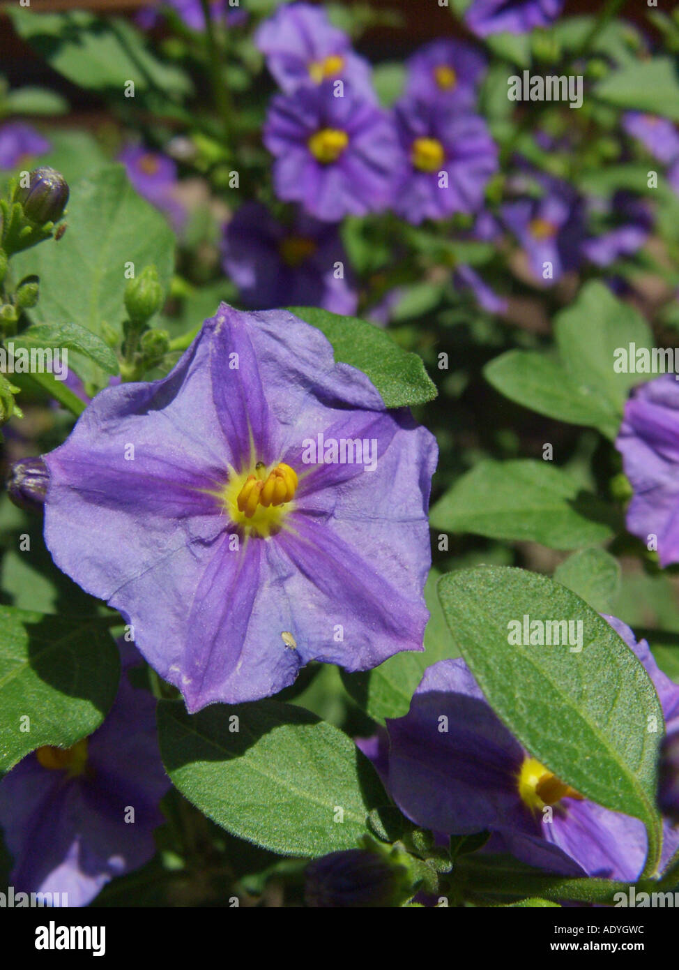 blaues SolanumStrauch (Solanum Lycianthes