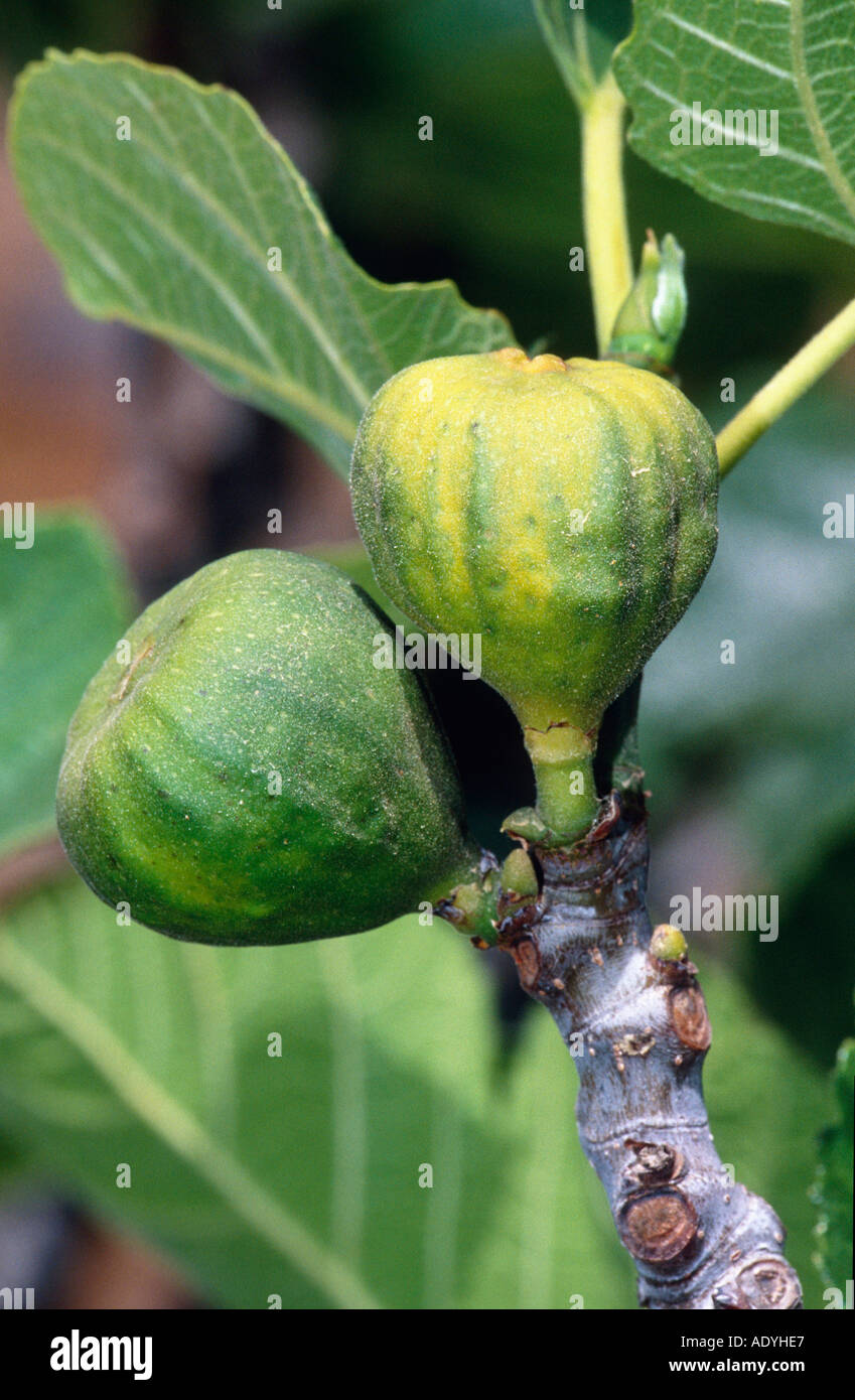 essbare Feigen, gemeinsame Feigen (Ficus Carica), Früchte, Griechenland, Santorin. Stockfoto