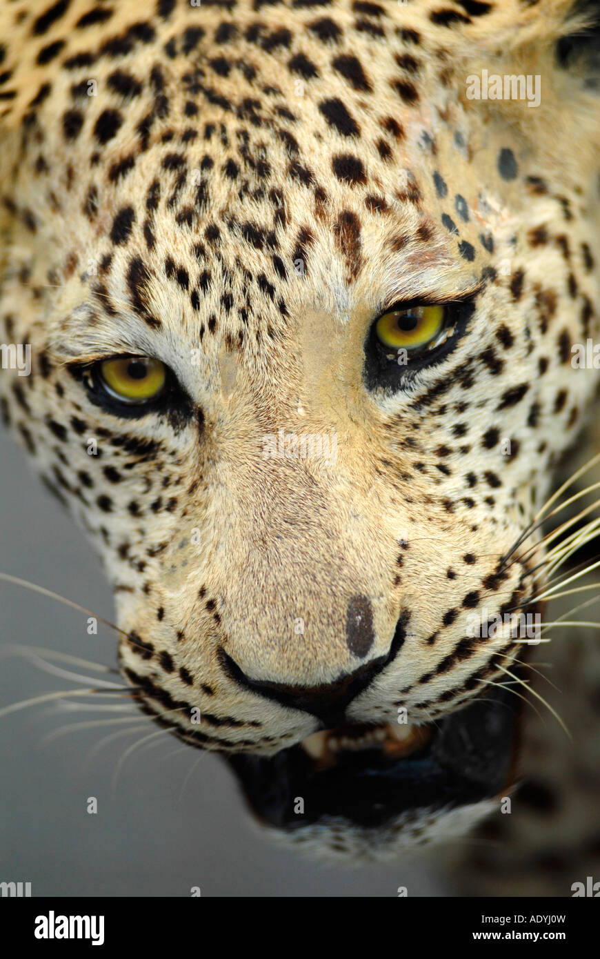 Eine illegale gefüllte Leopard im Besitz der britischen Polizei Wildlife Crimes Unit Stockfoto