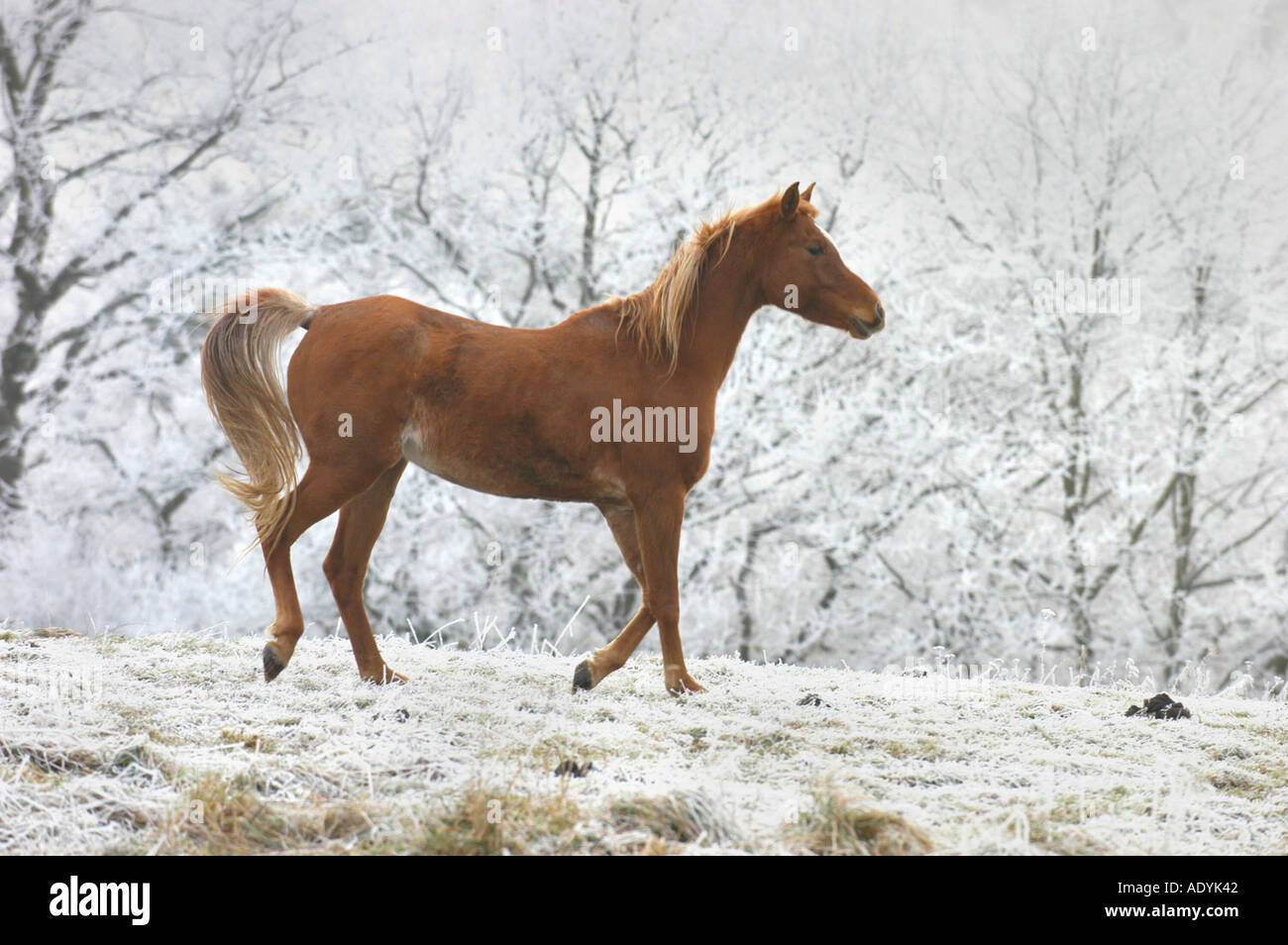 Haflinger-Pferd (Equus Przewalskii F. Caballus) auf Winter Weide. Stockfoto