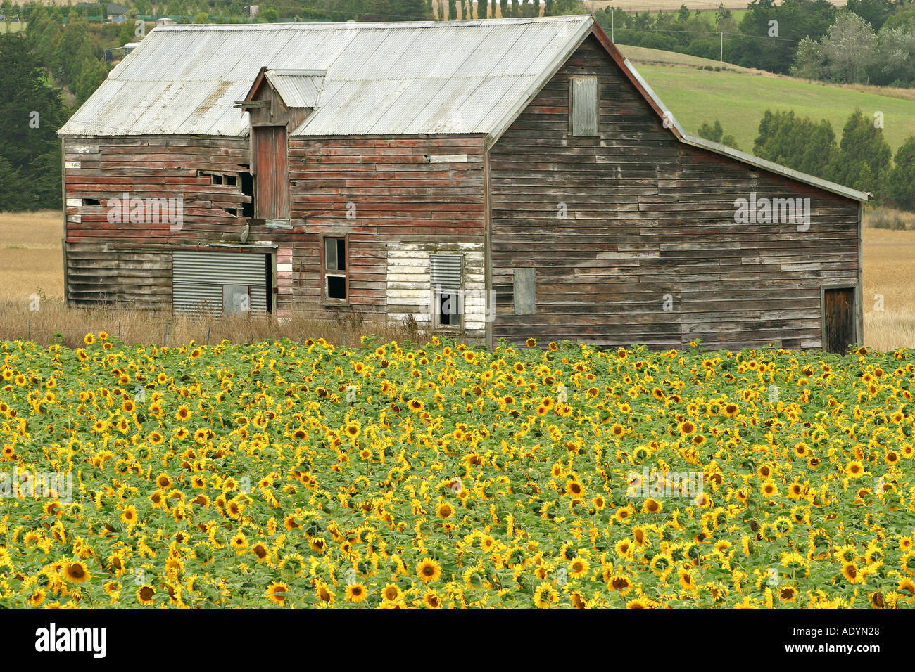 Sonnenblumen und alte Scheune in der Nähe von Oamaru North Otago Neuseeland Südinsel Stockfoto