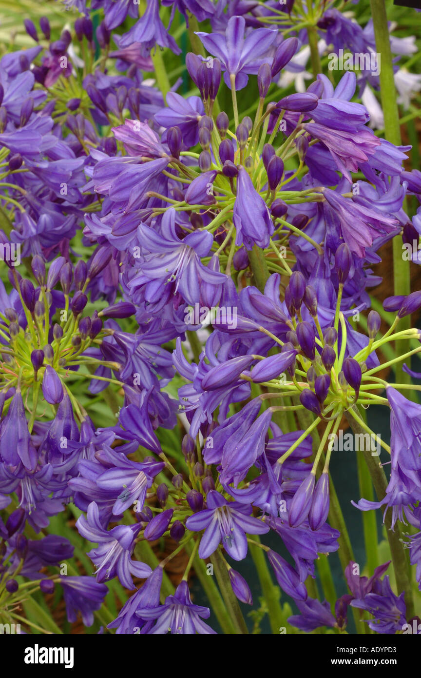 Agapanthus Königsblau Stockfoto