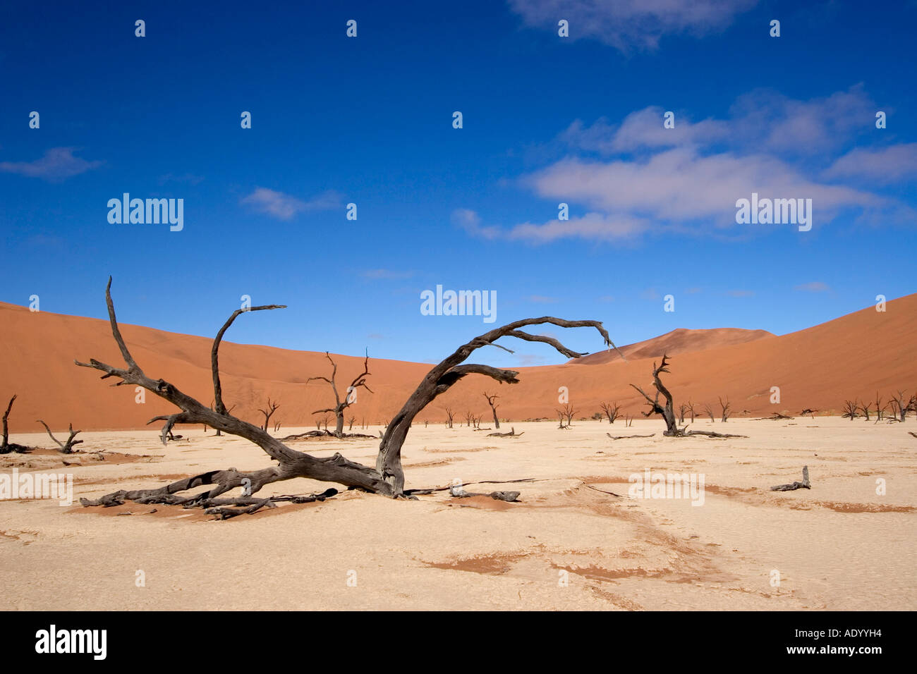 Dead Vlei Panorama namibia Stockfoto