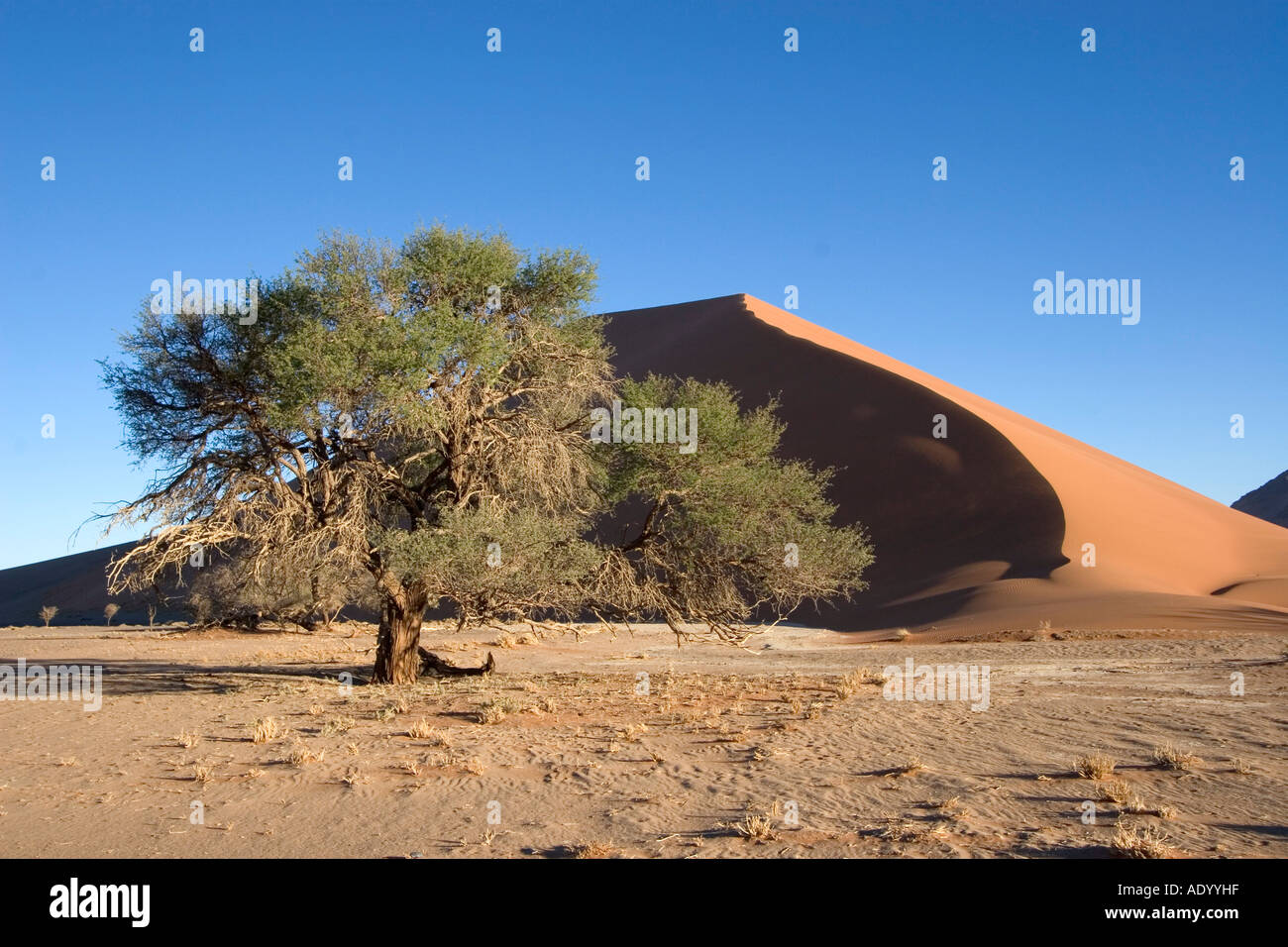 Sossusvlei Namibia Stockfoto