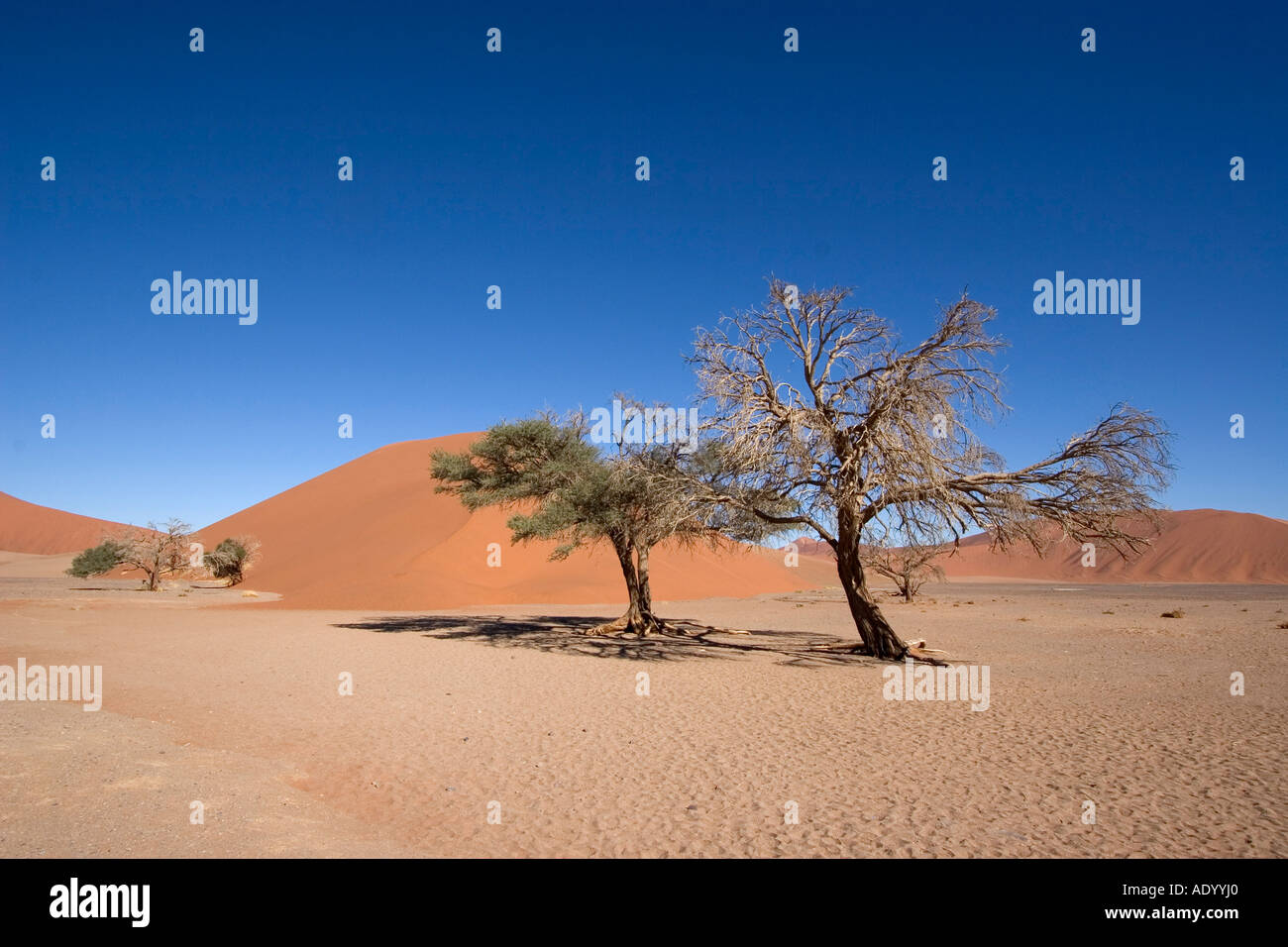 Sossusvlei Namibia Stockfoto