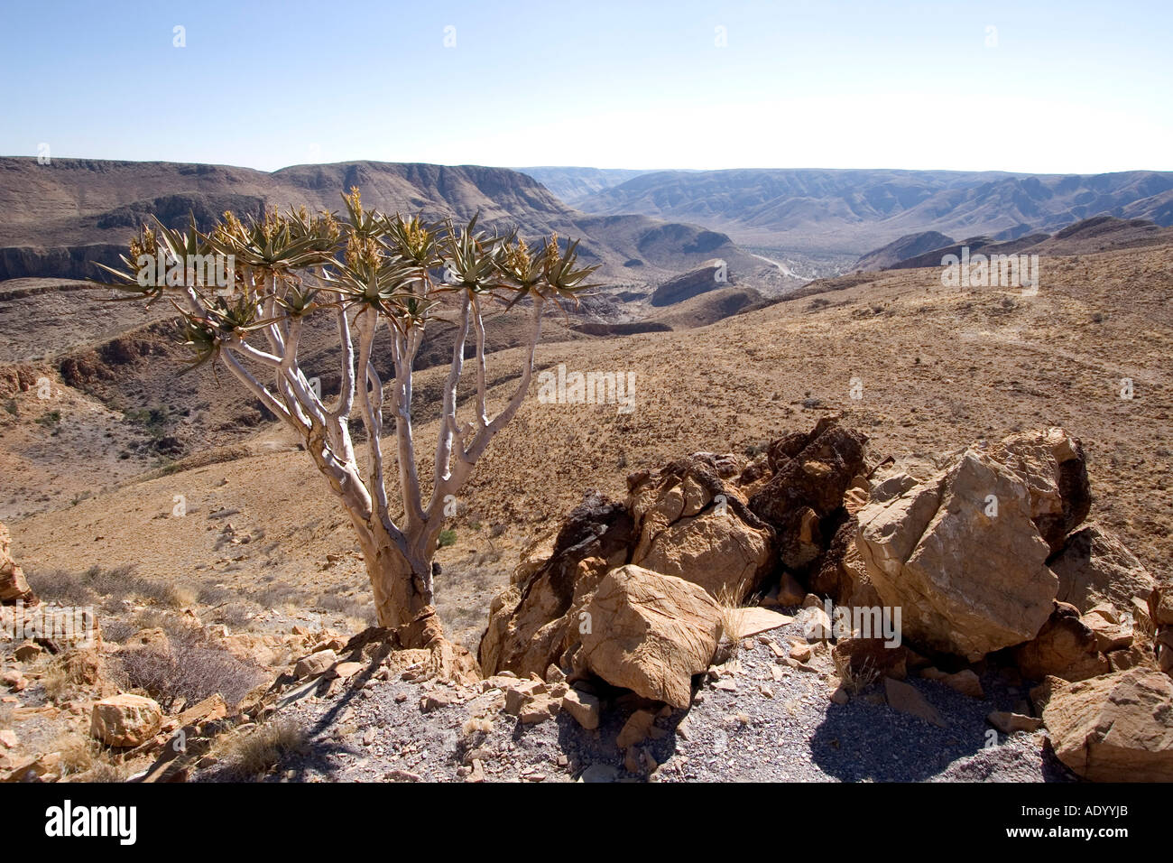 Einzelner Koecherbaum Im Naukluft Park, Namibia Stockfoto