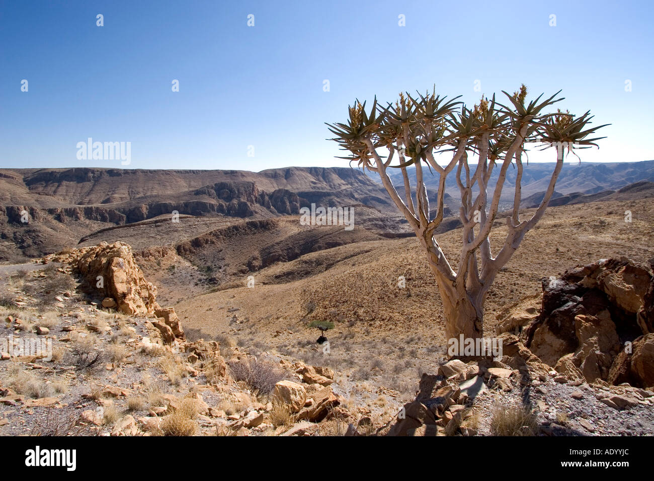 Einzelner Koecherbnaum Im Naukluft Park, Namibia Stockfoto