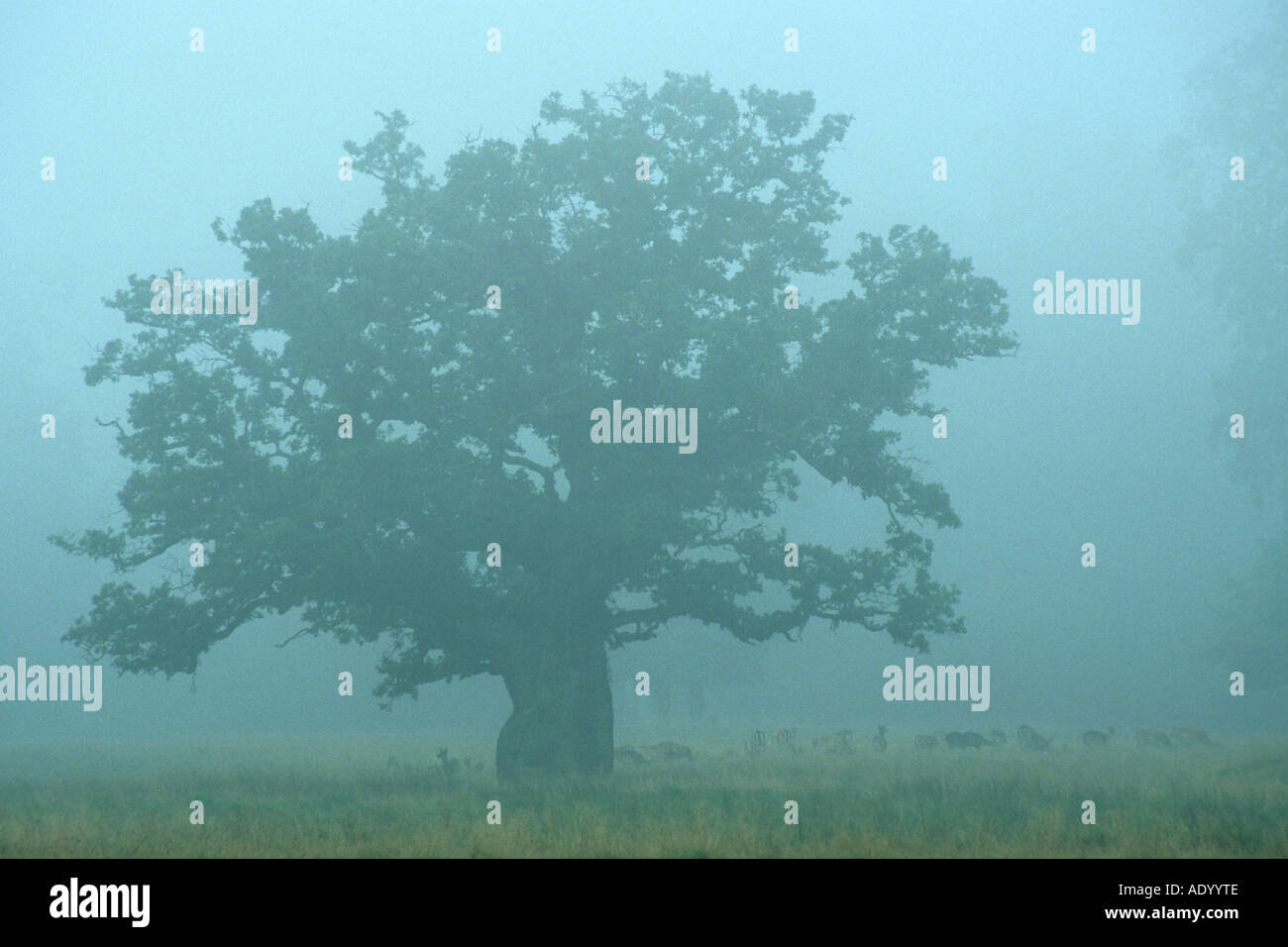 Stieleiche Im Nebel Baum an einem nebeligen Tag, Deutschland Stockfoto