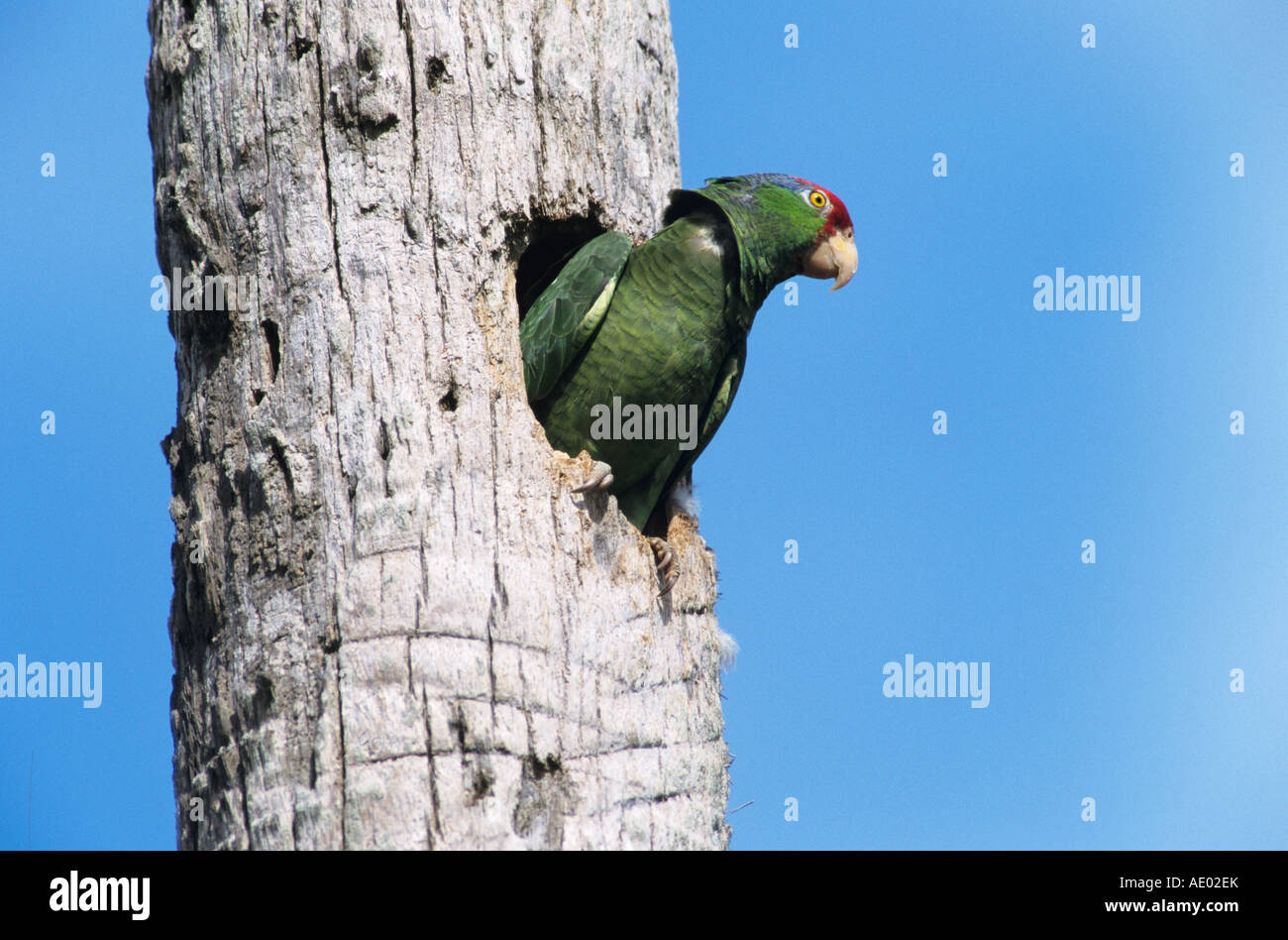 Rot-gekrönter Papagei Amazona Viridigenalis Erwachsenen in Verschachtelung Hohlraum im Palm tree Brownsville Rio Grande Valley, Texas USA Stockfoto