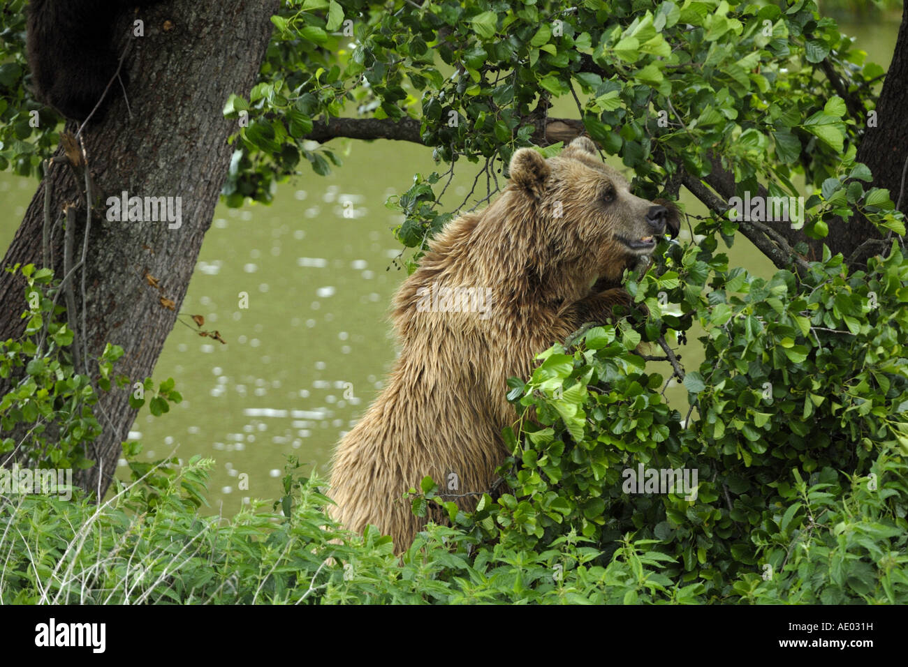 Europäischer Braunbär (Ursus Arctos Arctos), halten auf einem Zweig, Deutschland, NP Bayerischer Wald Stockfoto