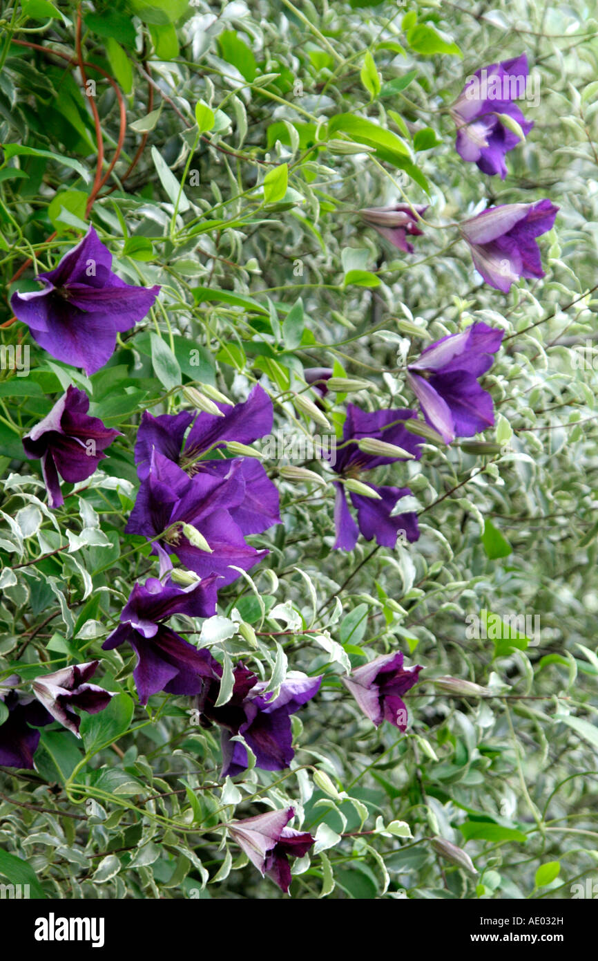 CLEMATIS JACKMANII SUPERBA KRIECHEN DURCH PITTOSPORUM SILBER KÖNIGIN Stockfoto