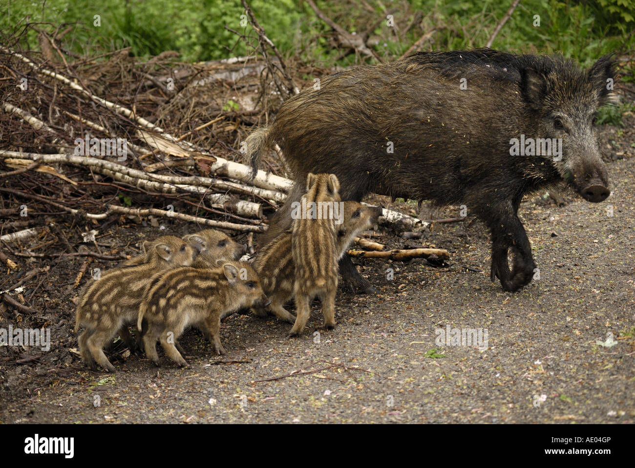 Wildschwein, Schwein, Wildschwein (Sus Scrofa) Sau mit kleinen, Deutschland, Baden-Württemberg Stockfoto