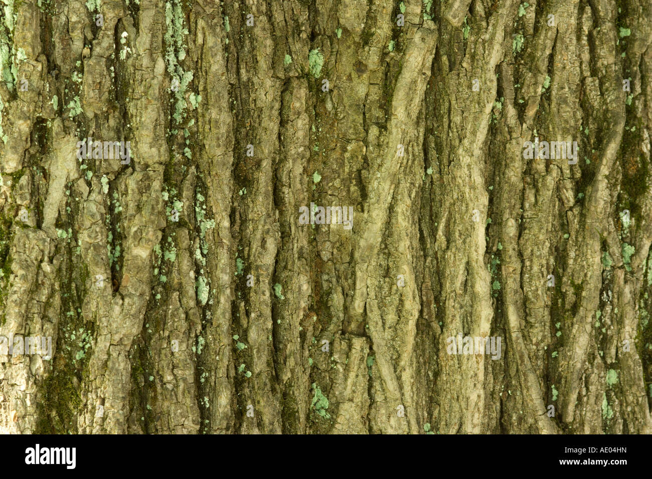 Scotch-Elm, Wych Ulme (Ulmus Glabra, Ulmus Scabra), bark, Deutschland, Bayern Stockfoto